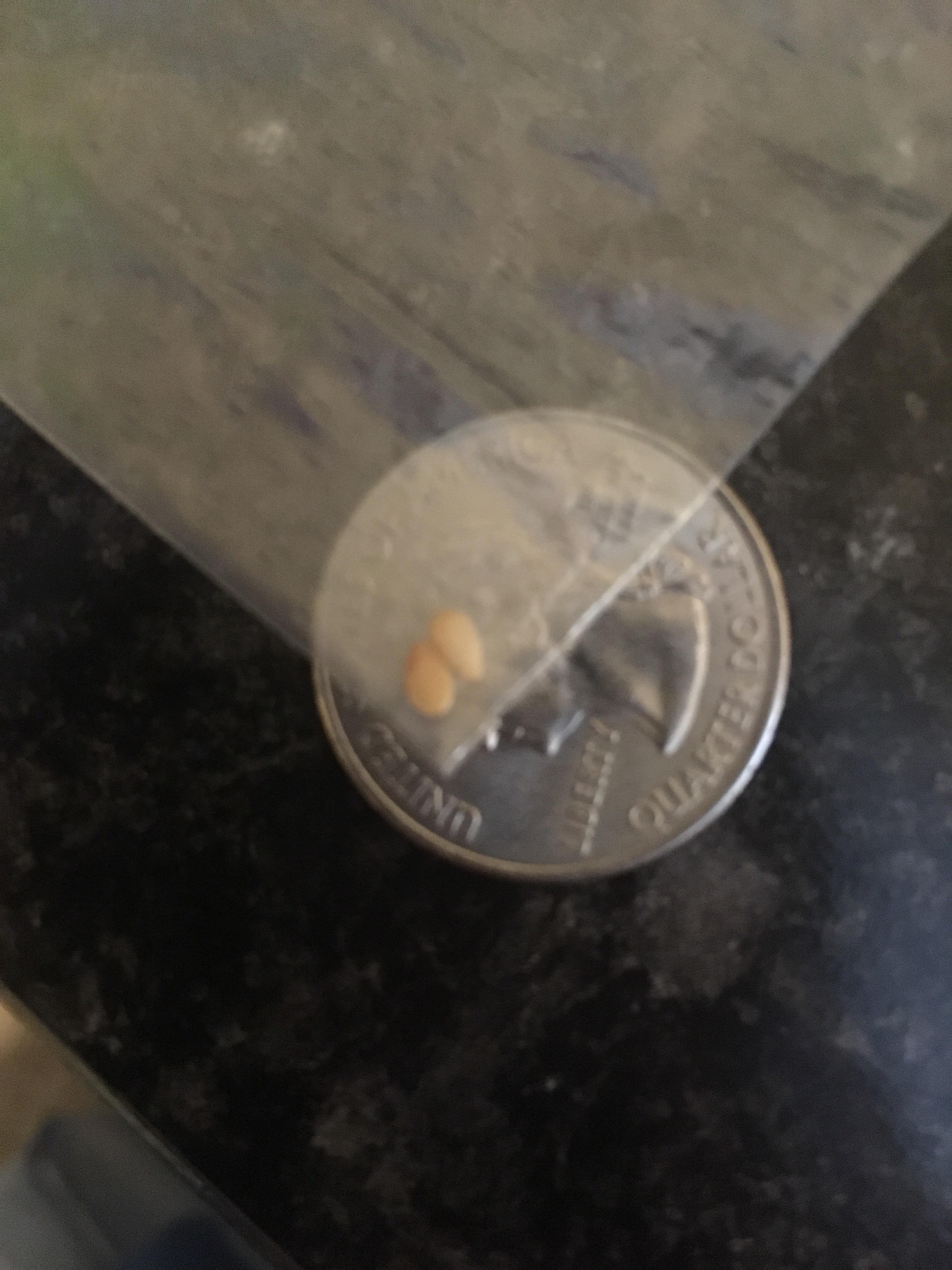 Looks Like Sesame Seeds In Stool Captions Quotes