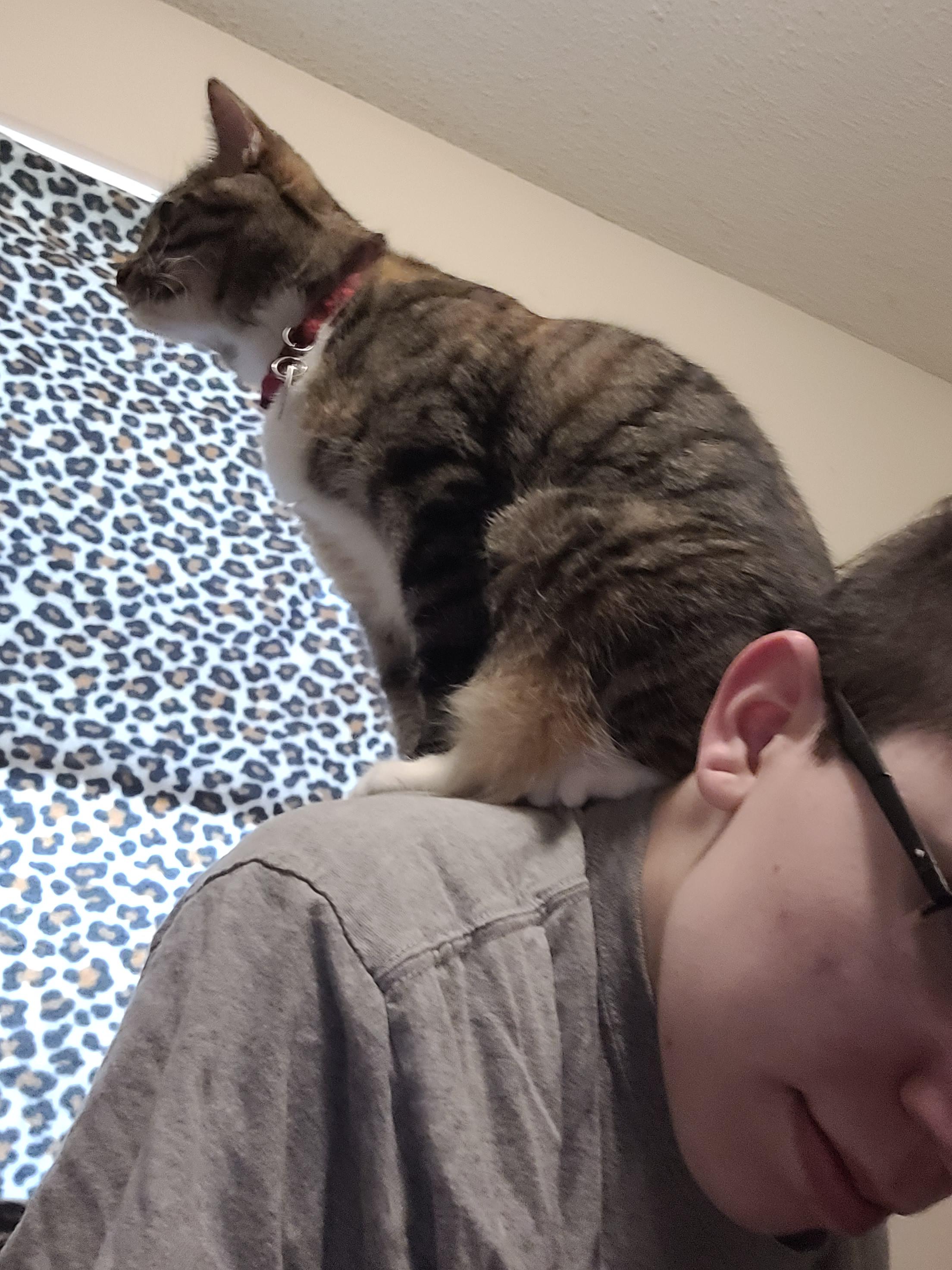 My roommate's cat every time I take a shower r/cats