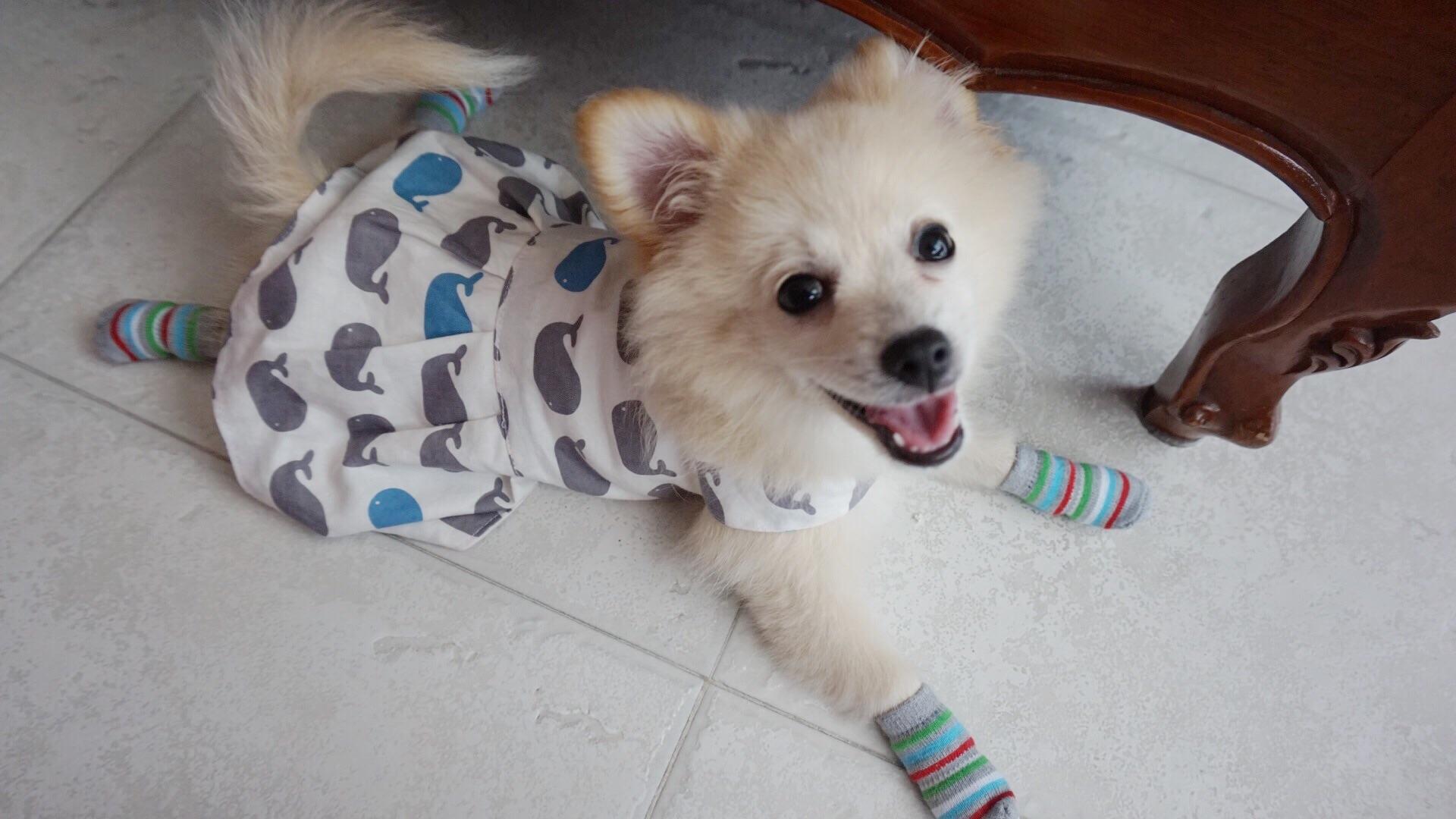 A shih tzu, pomeranian, japanese spitz and poodle mix pupper r