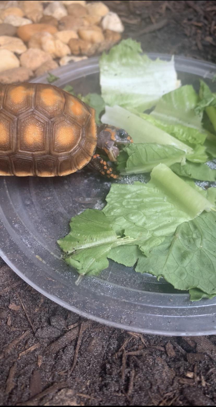 Cheese r/tortoise