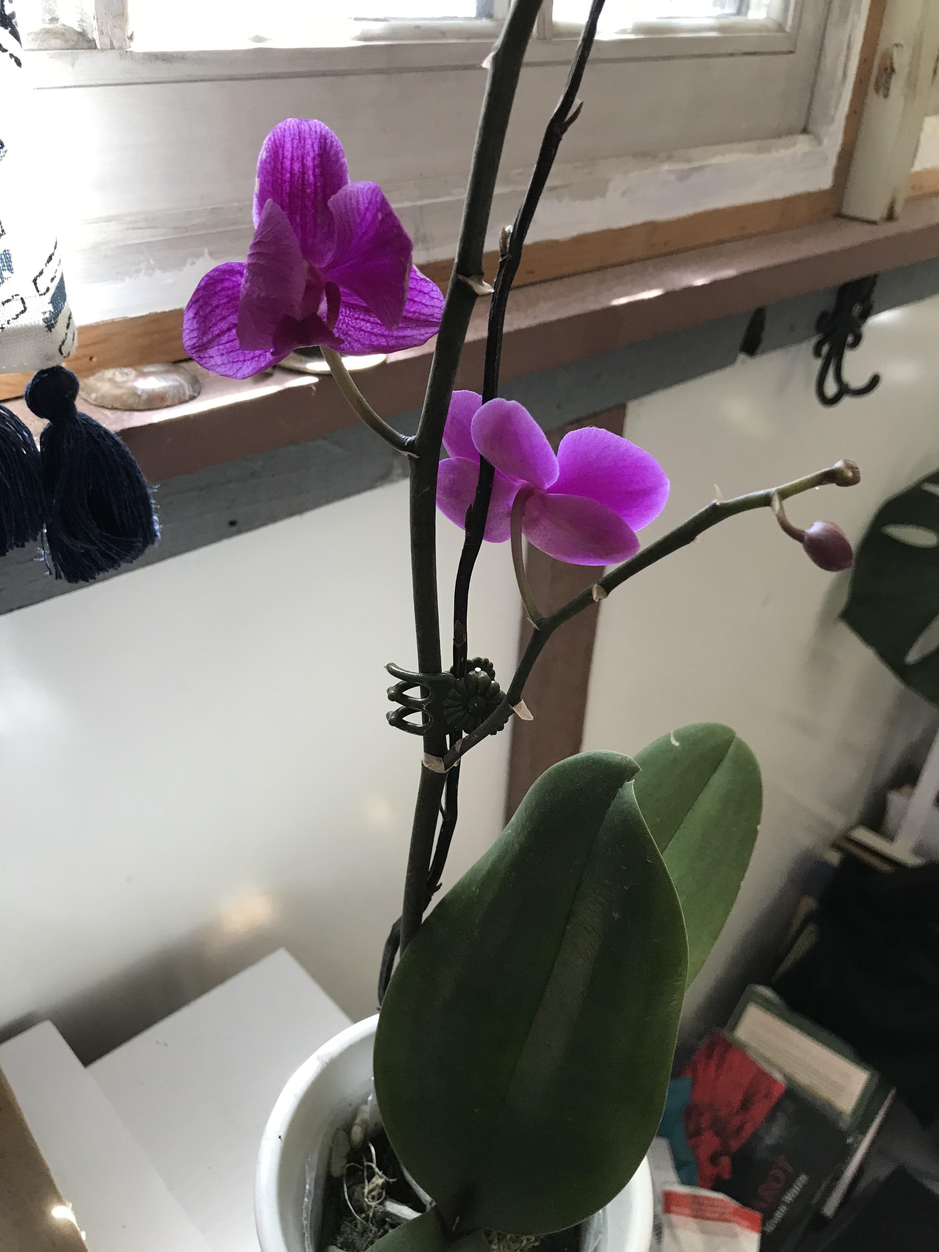 My orchid is losing a flower each day. It faces a Southwest window.. I