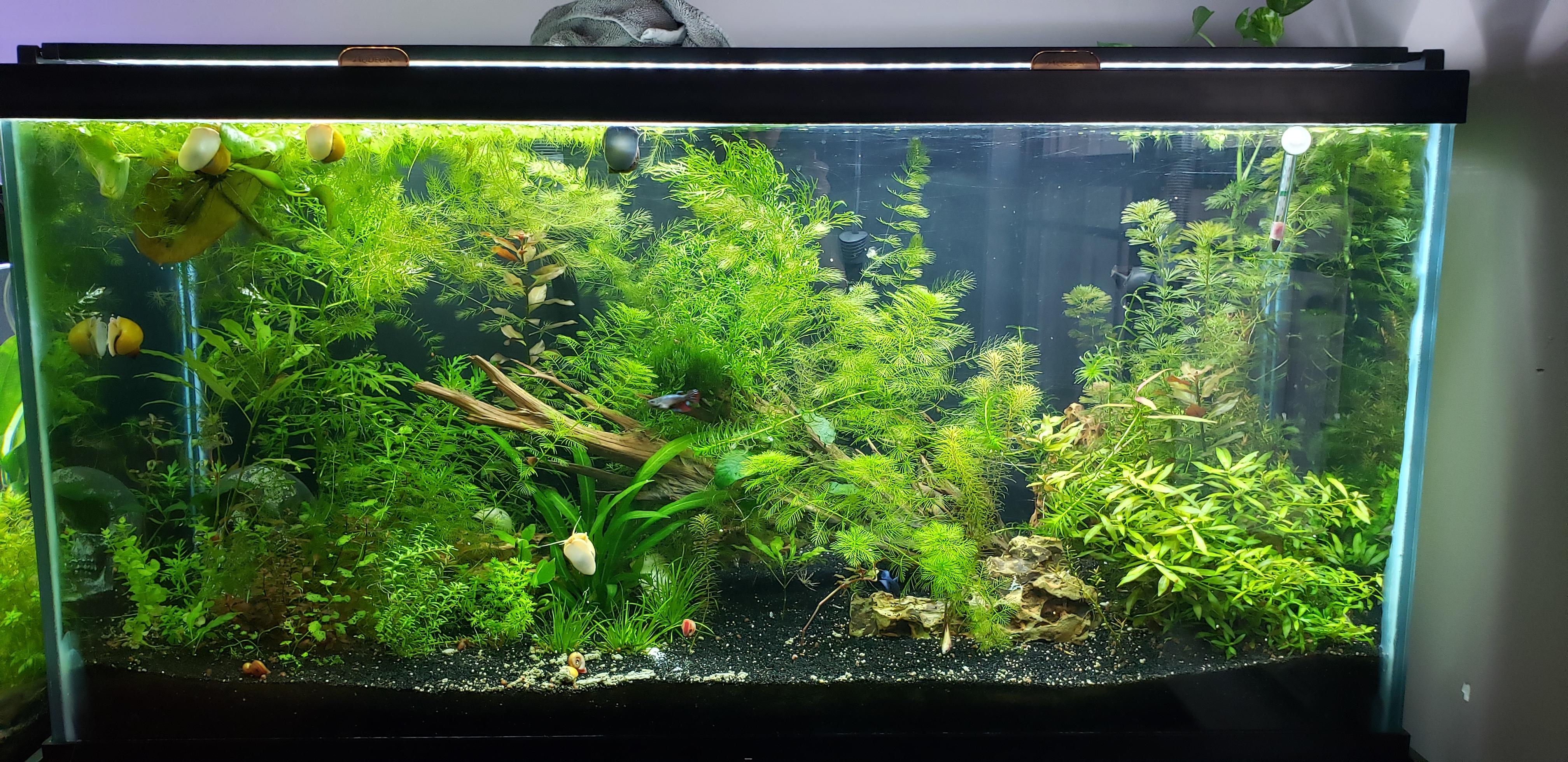 My husband's 90 gallon betta sorority tank r/Aquariums