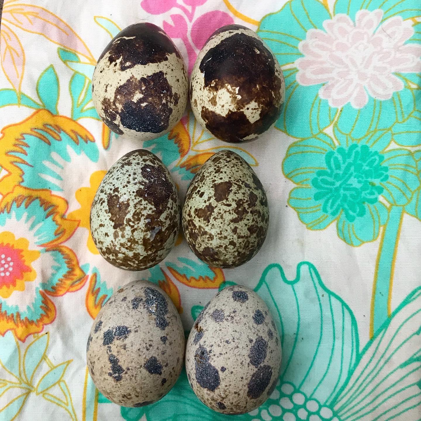 212 best r/quails images on Pholder My quail regularly lay huge eggs