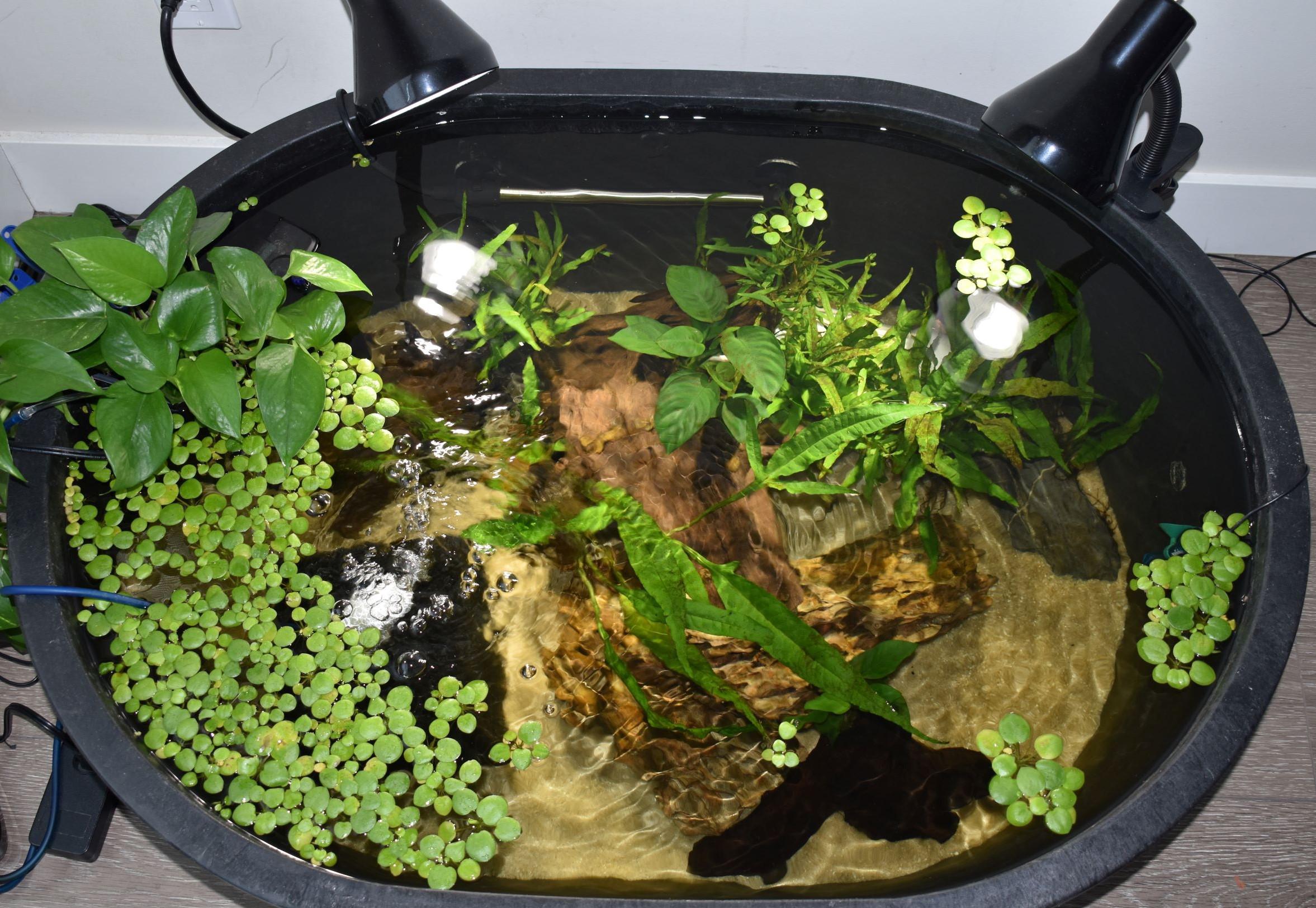 40 gallon stock tank r/Aquariums