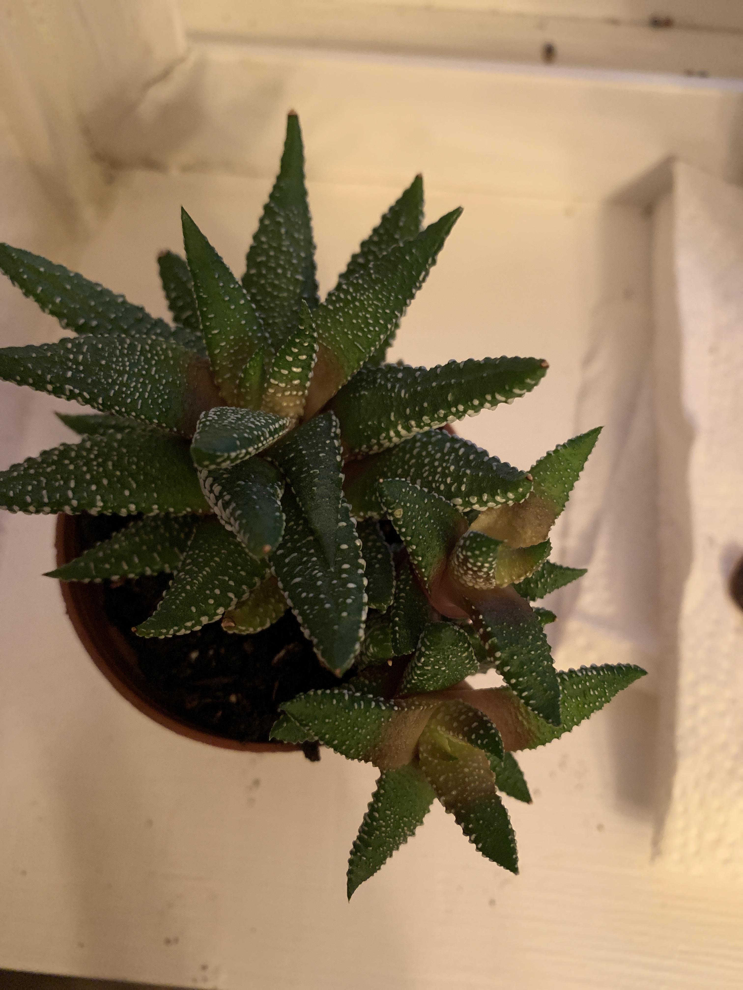 all the new growth on my zebra plant’s leaves is desaturated/yellowish