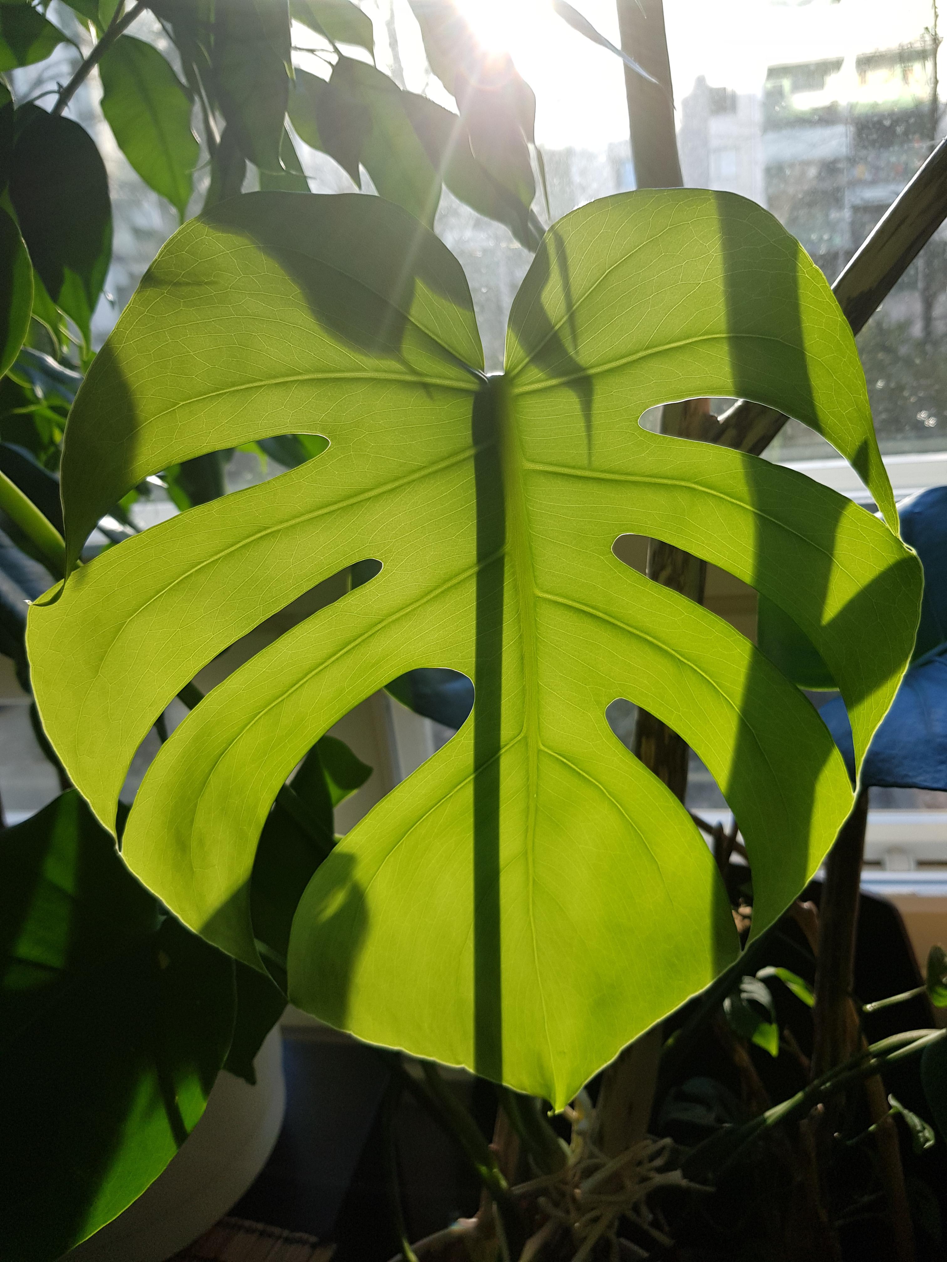 New monstera leaf with light shining through! r/houseplants