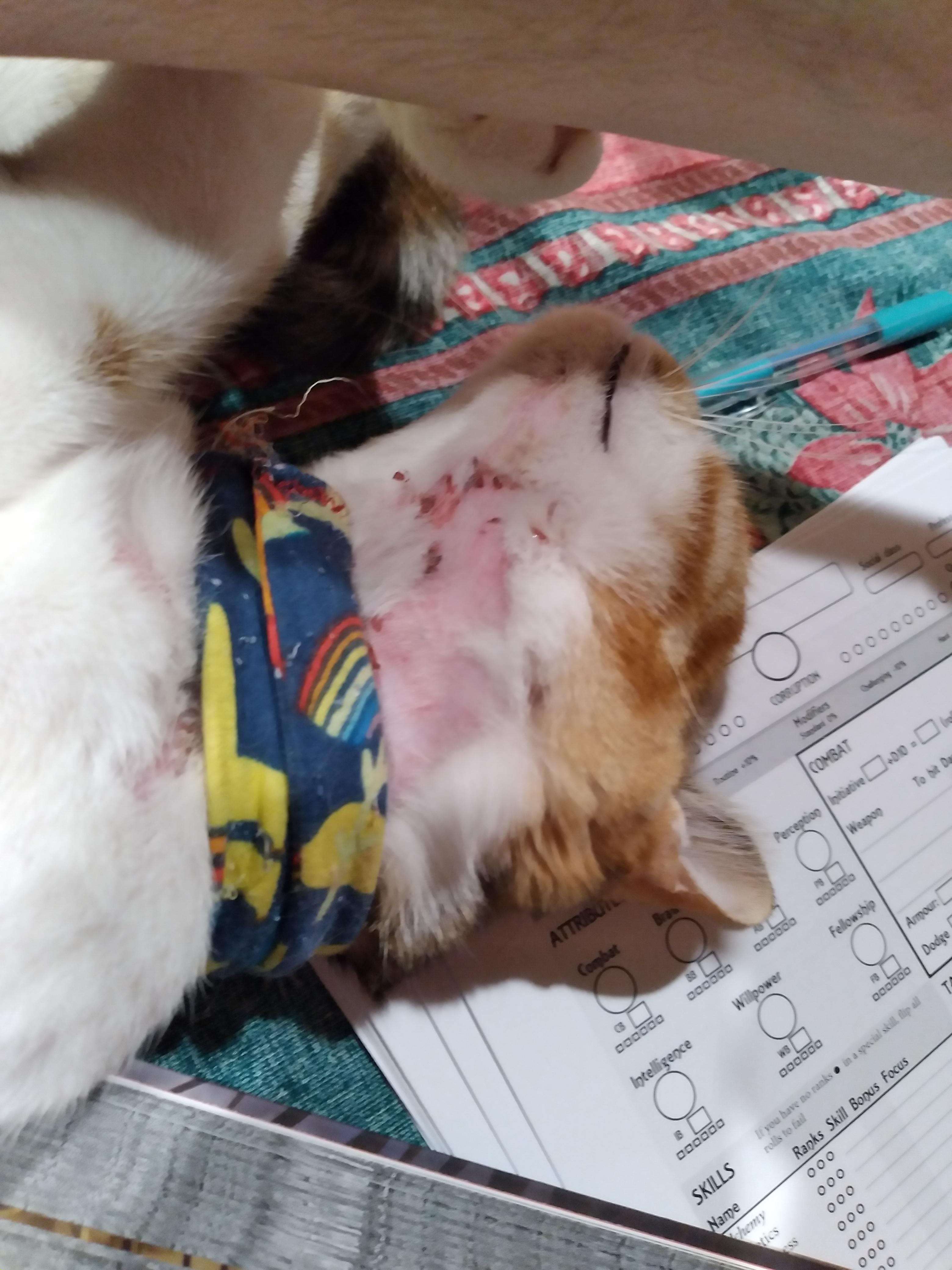 My Roommate's Cat Keeps Scratching Her Neck. Its Red And Swollen With Sores. What Can I Do? : R/Catcare