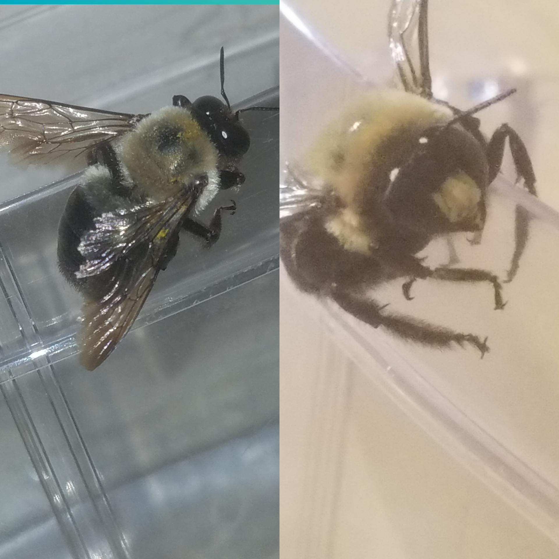 Is this a male carpenter bee? Just over half an inch, IL, not very