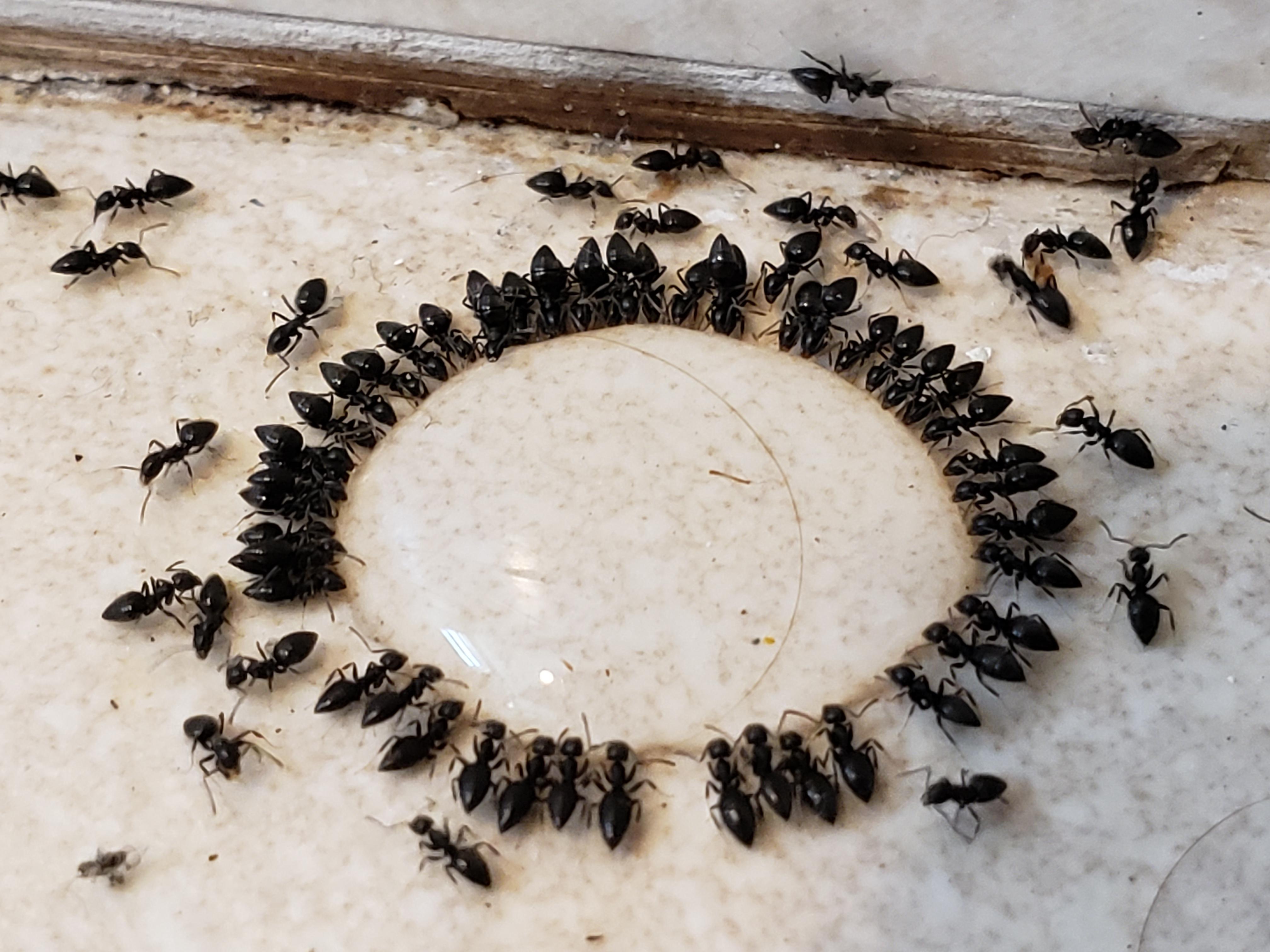 Any idea what kind of ants these are? Showed up in my bathroom recently