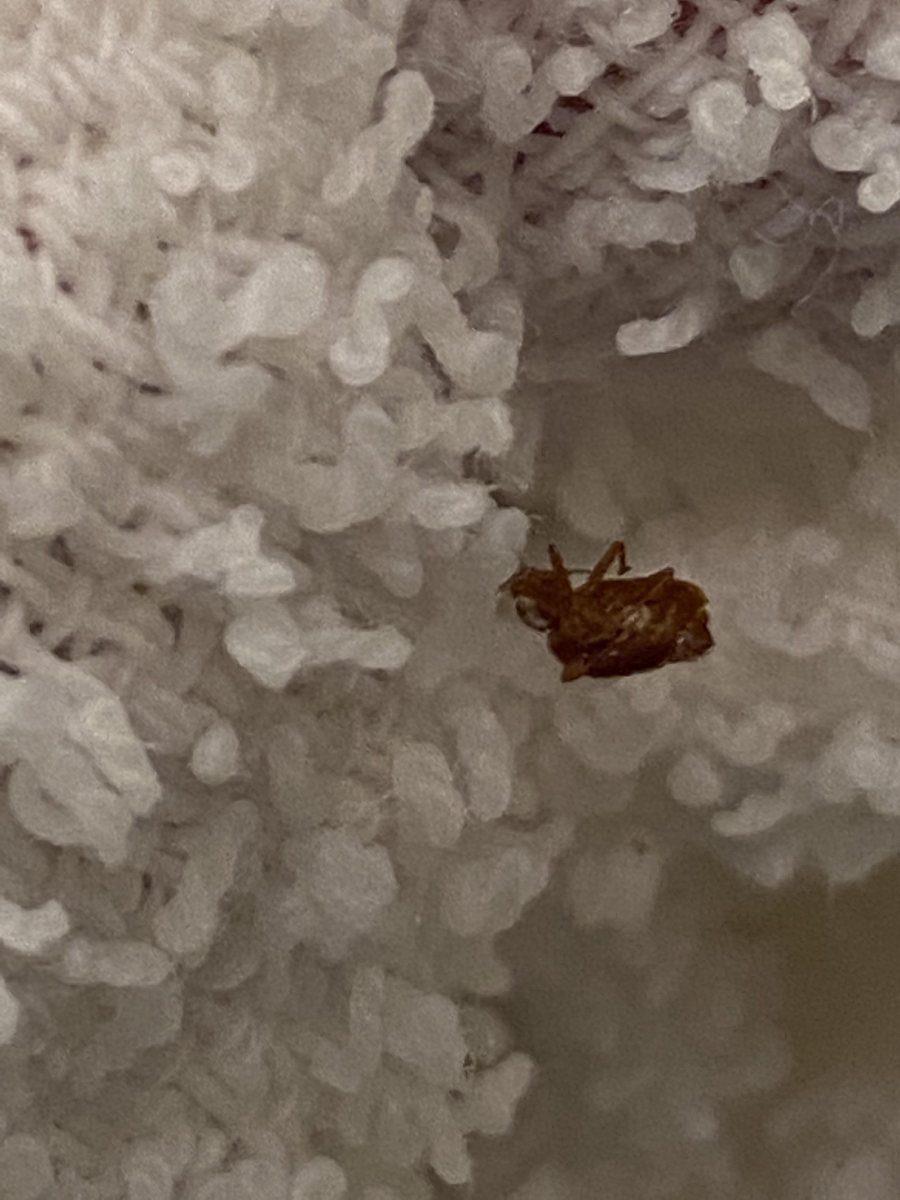 I found this in my hotel. Is it a bedbug? r/whatsthisbug
