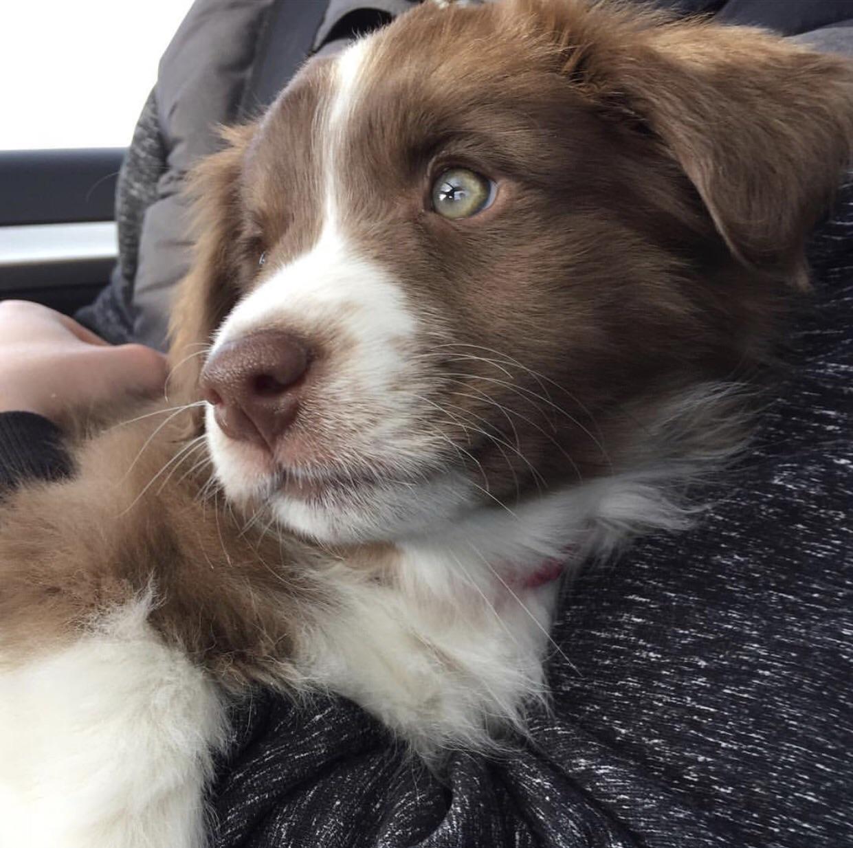 Reddit, meet Willow. r/aww