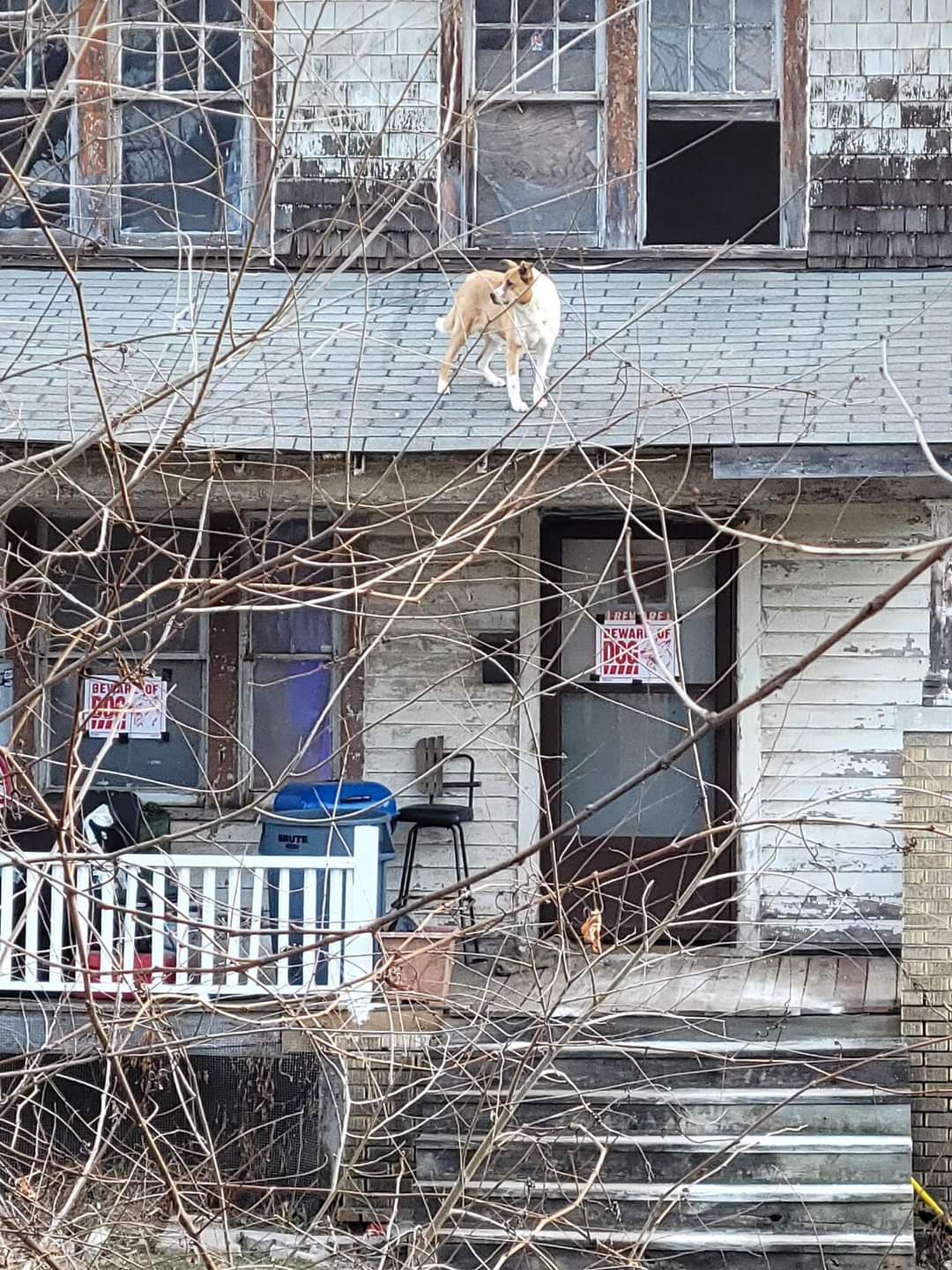 Some random house in Detroit dogsonroofs