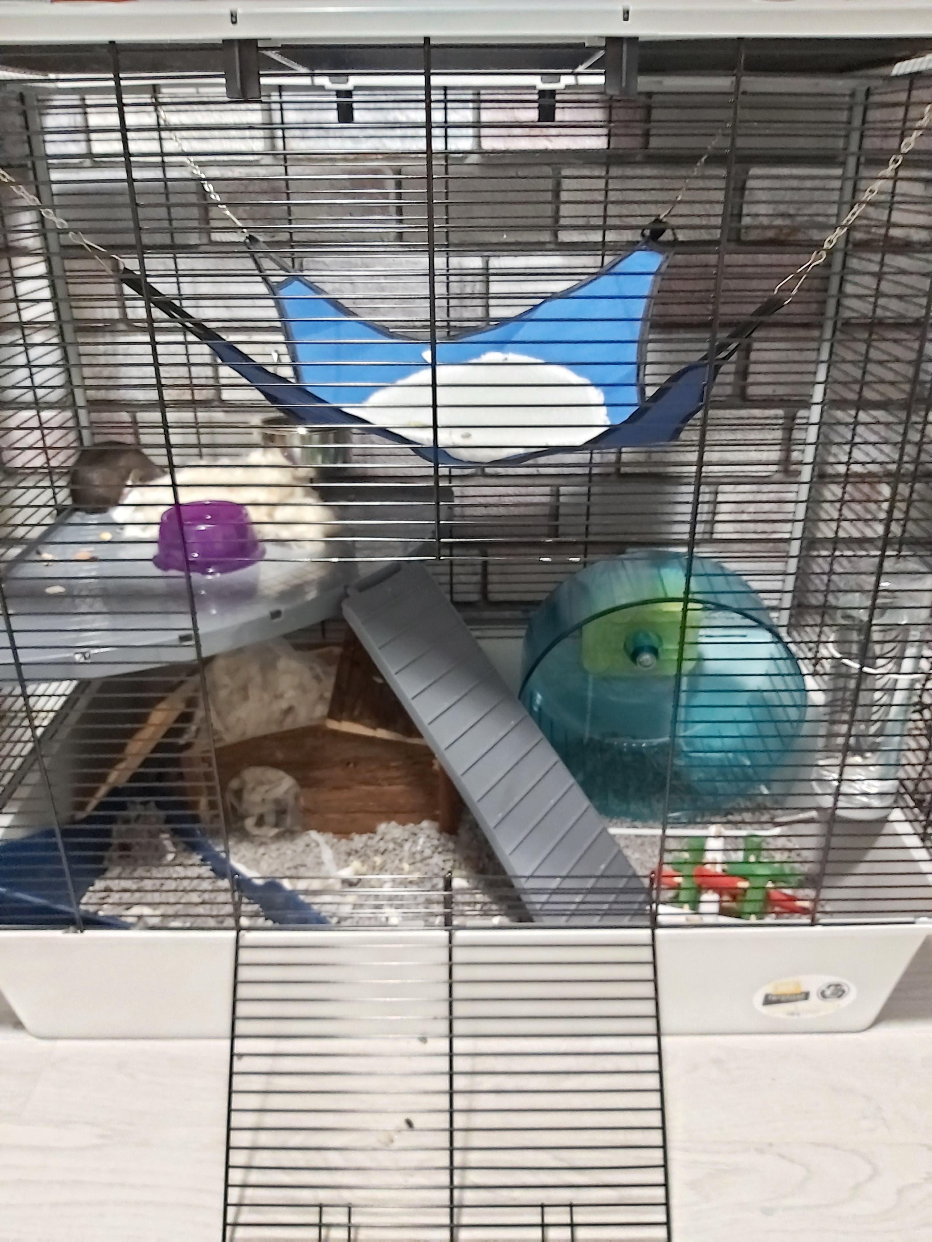 Is this a good cage? What can i improve? The person i got them from