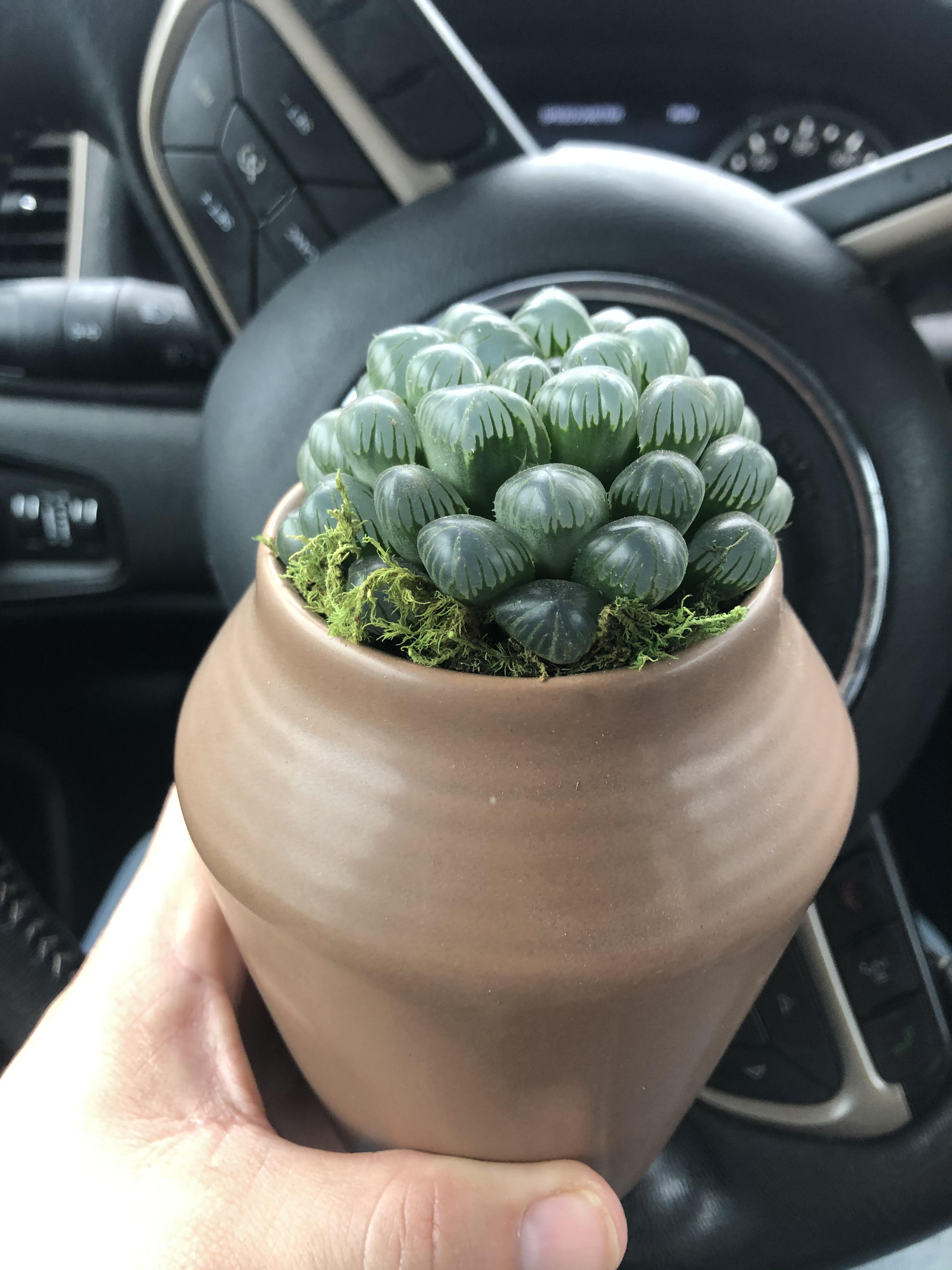 Semilocal Lowe???s has Cooperi for 9, including the ugly urn that has