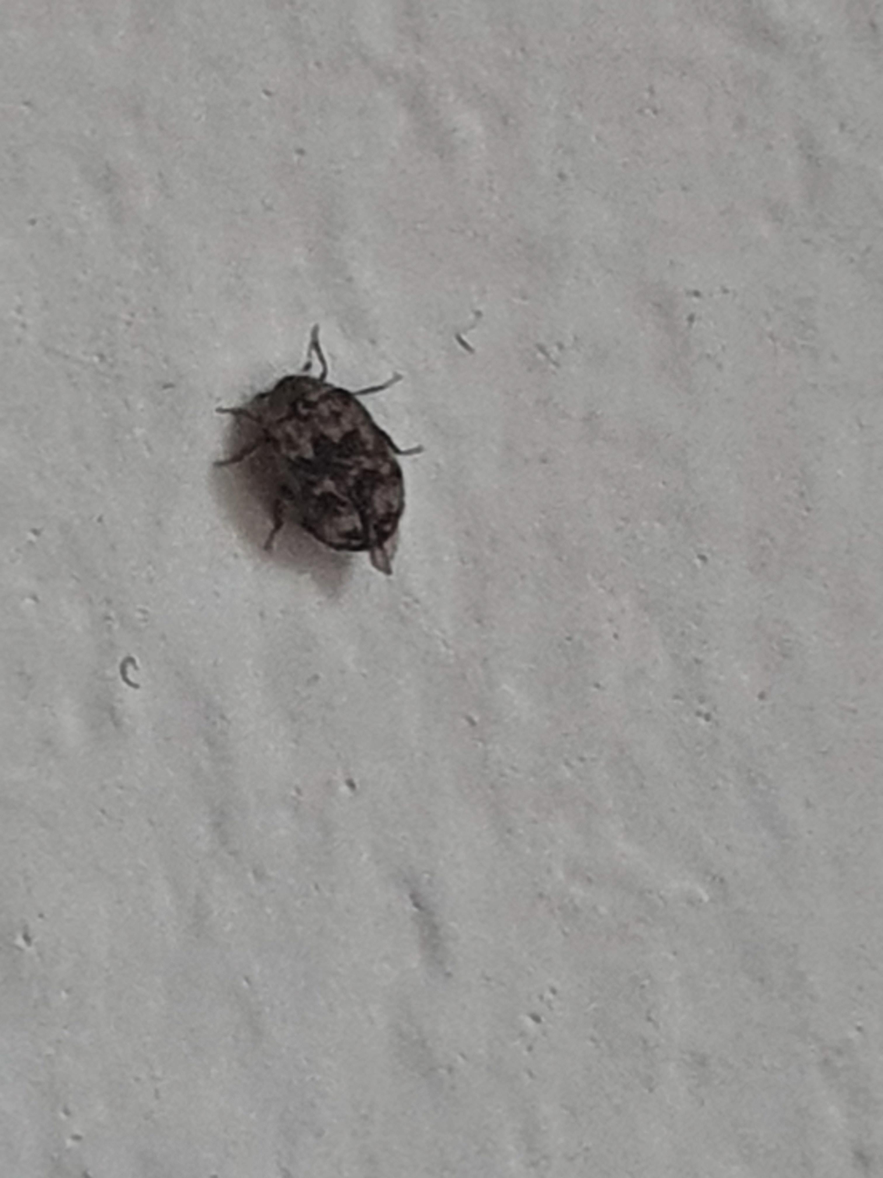 Bed bugs or miscalanneous demon? r/Bedbugs