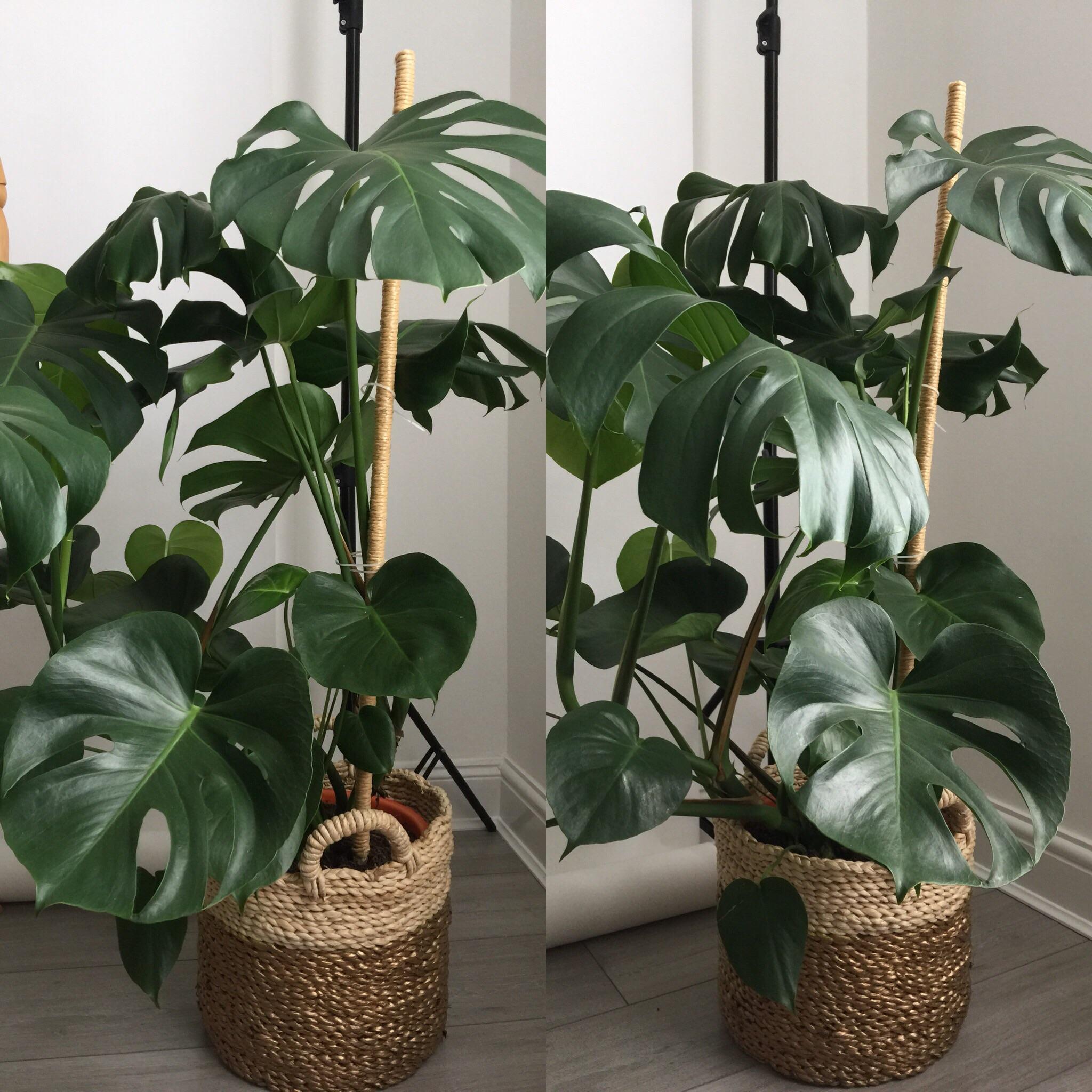 My monstera is growing like crazy! Do you think I should stake it