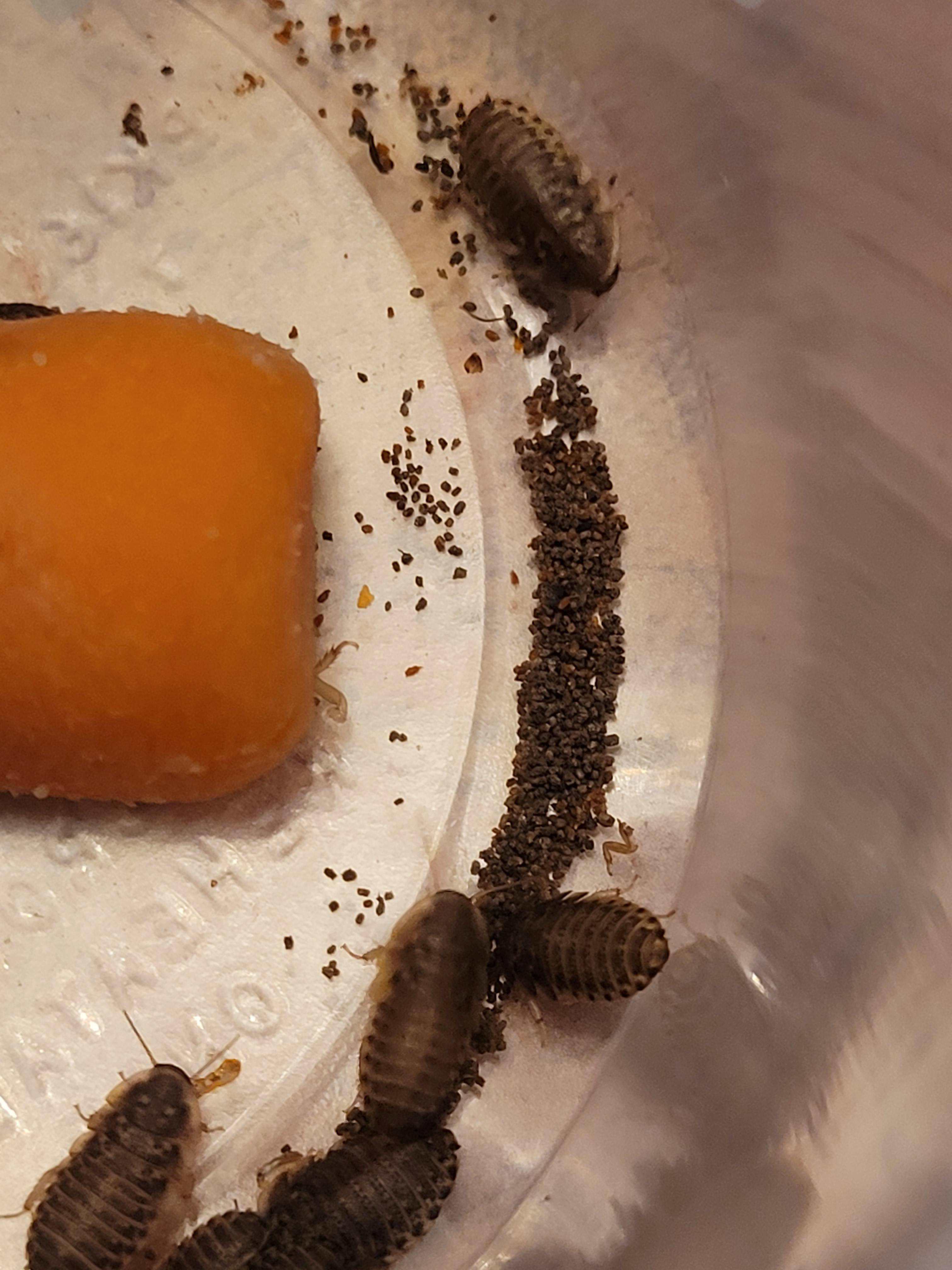 Dubia roaches do I need to clean out the frass? Can they spread disease or anything? (for my