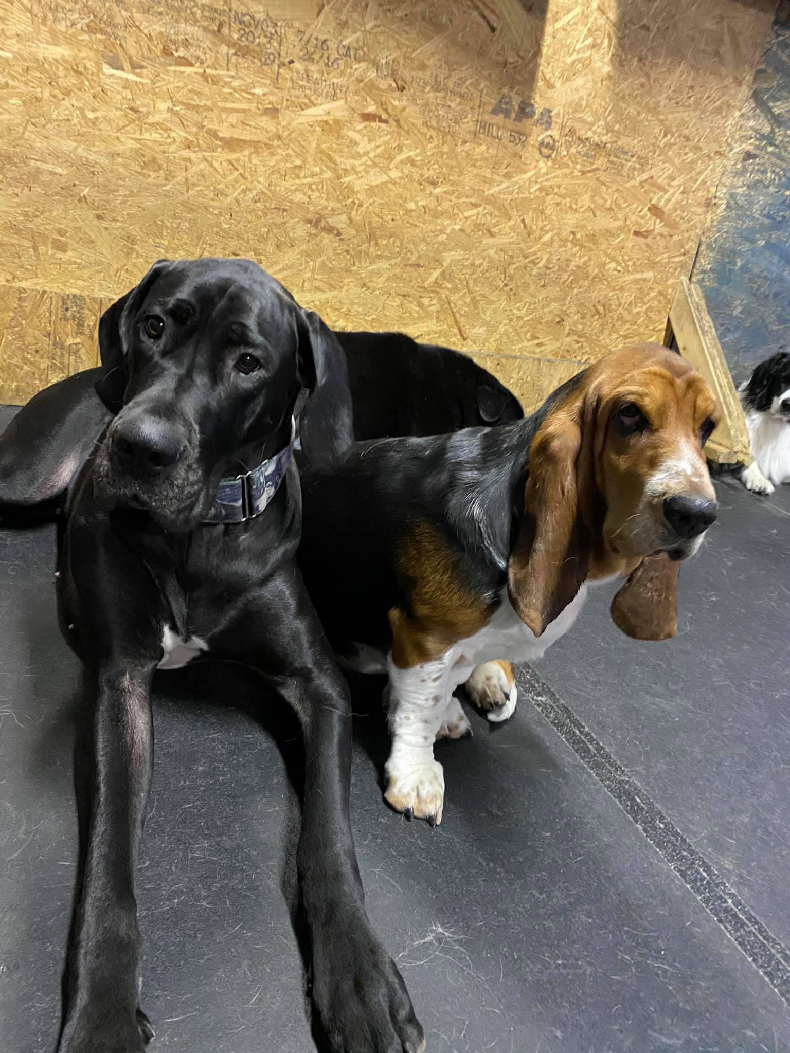 Great Dane Basset Hound Mix