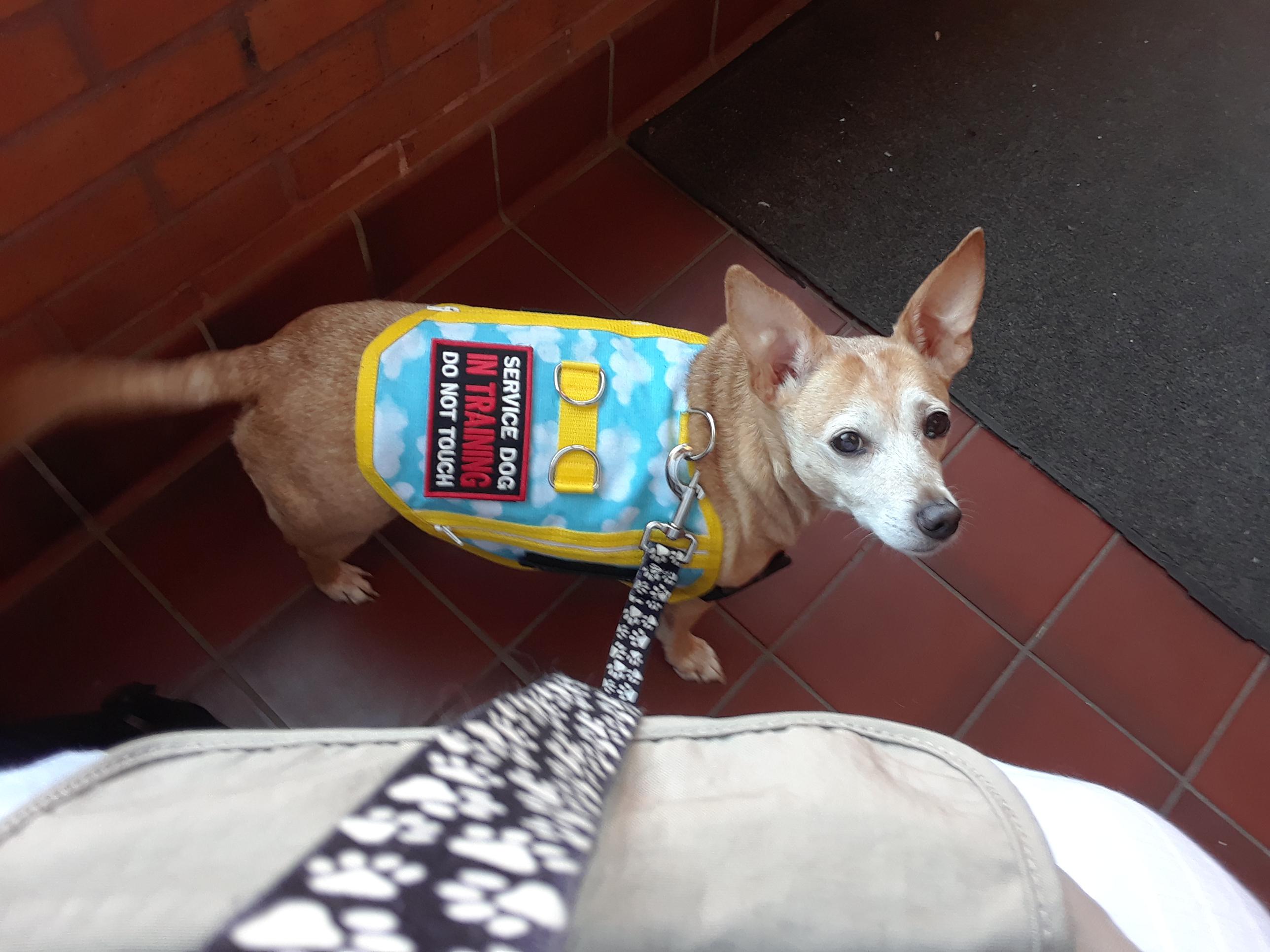 So proud of my service chiweenie (in training)! She's been doing her