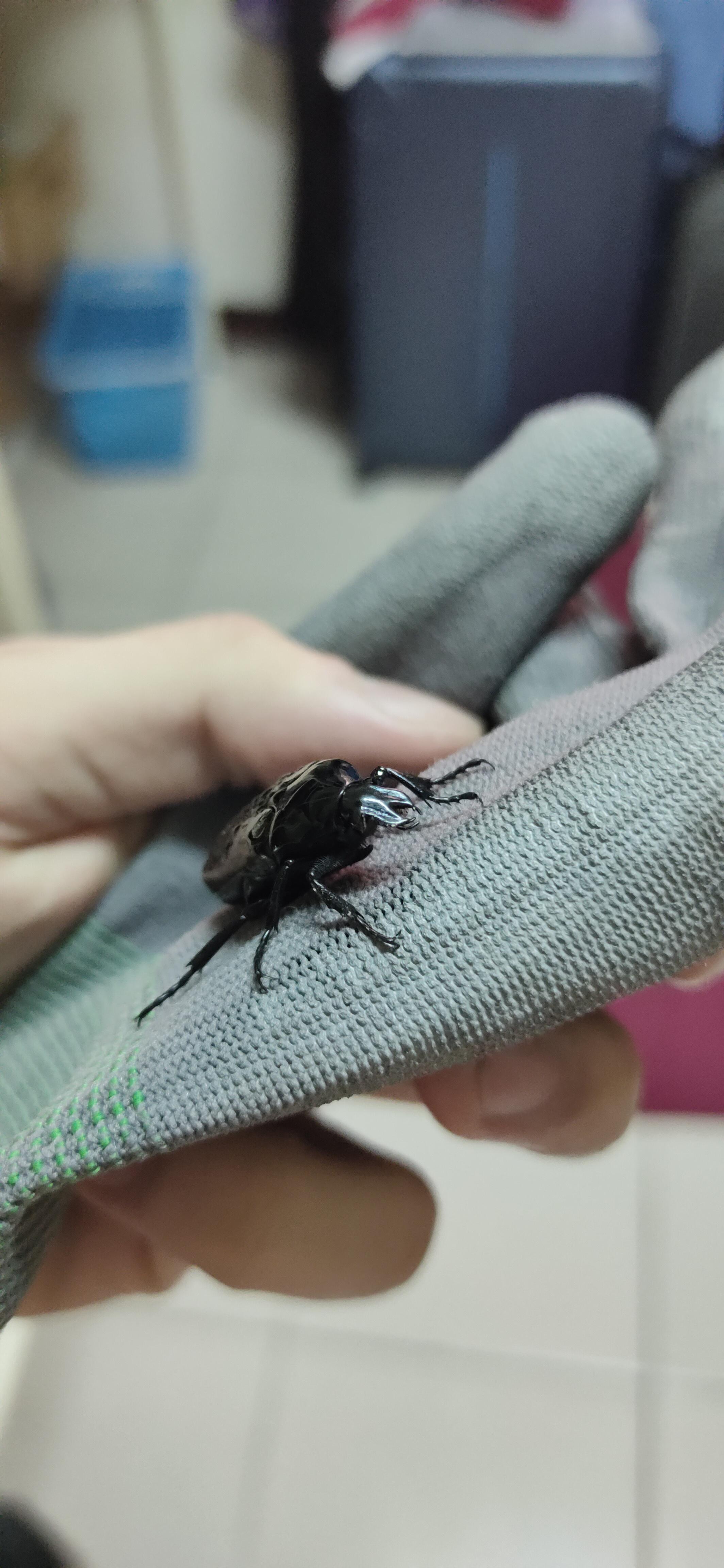 is this a female stag beetle? if not do they eat fruits? r/whatsthisbug