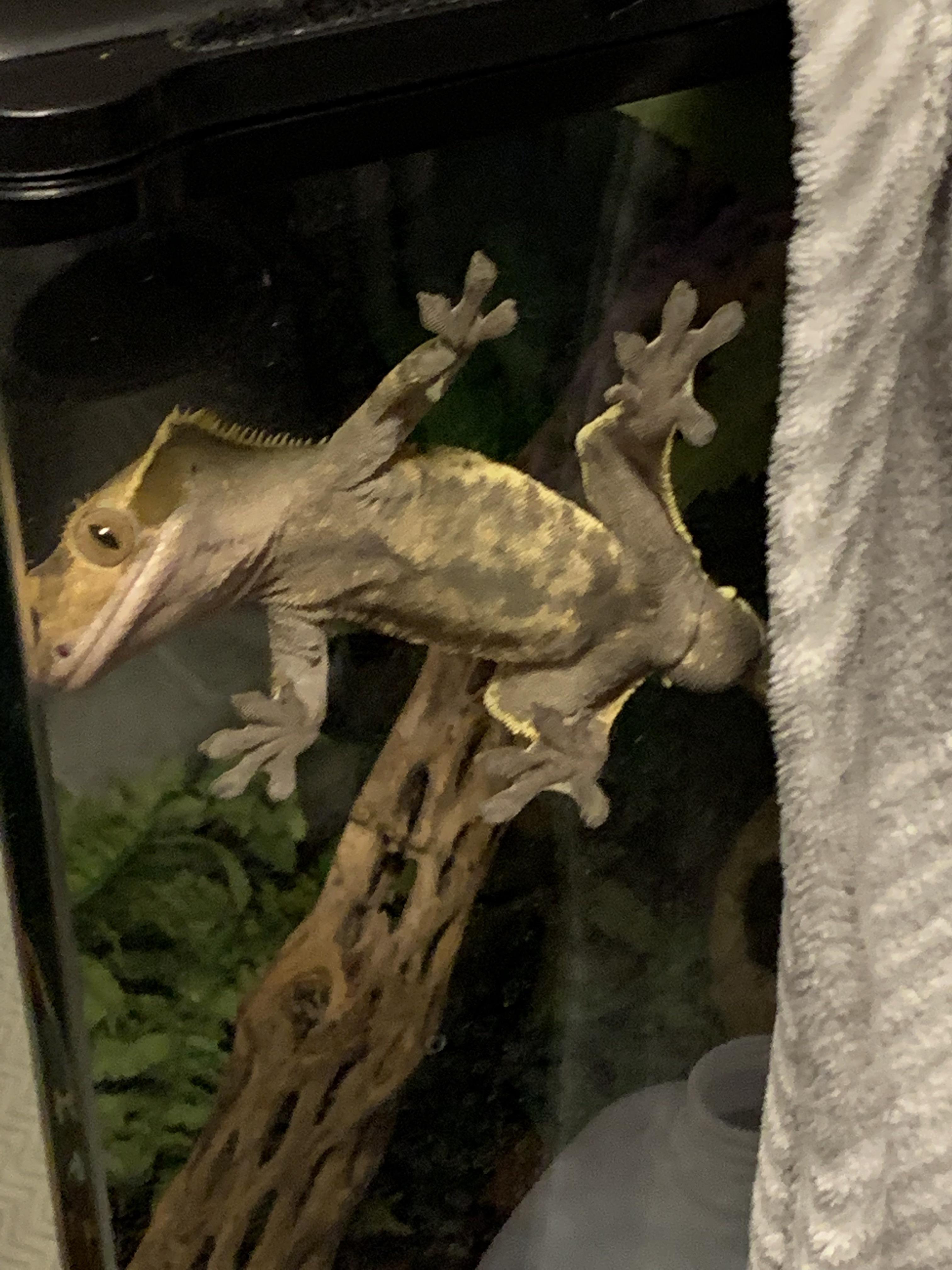 He loves climbing the glass now that I’ve been misting it more. r