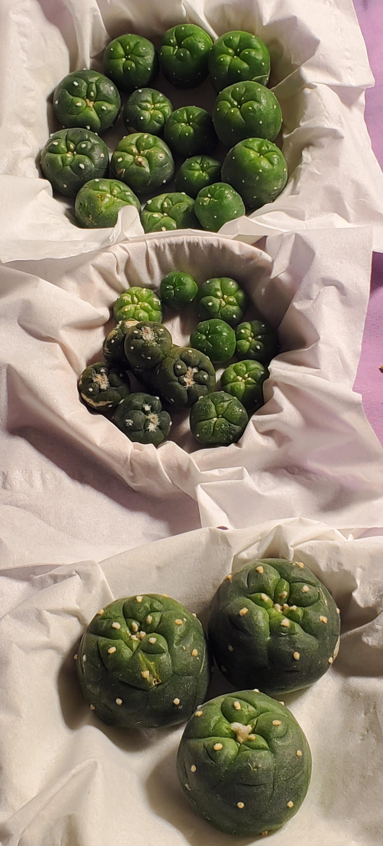 Growing Coca Indoors? druggardening