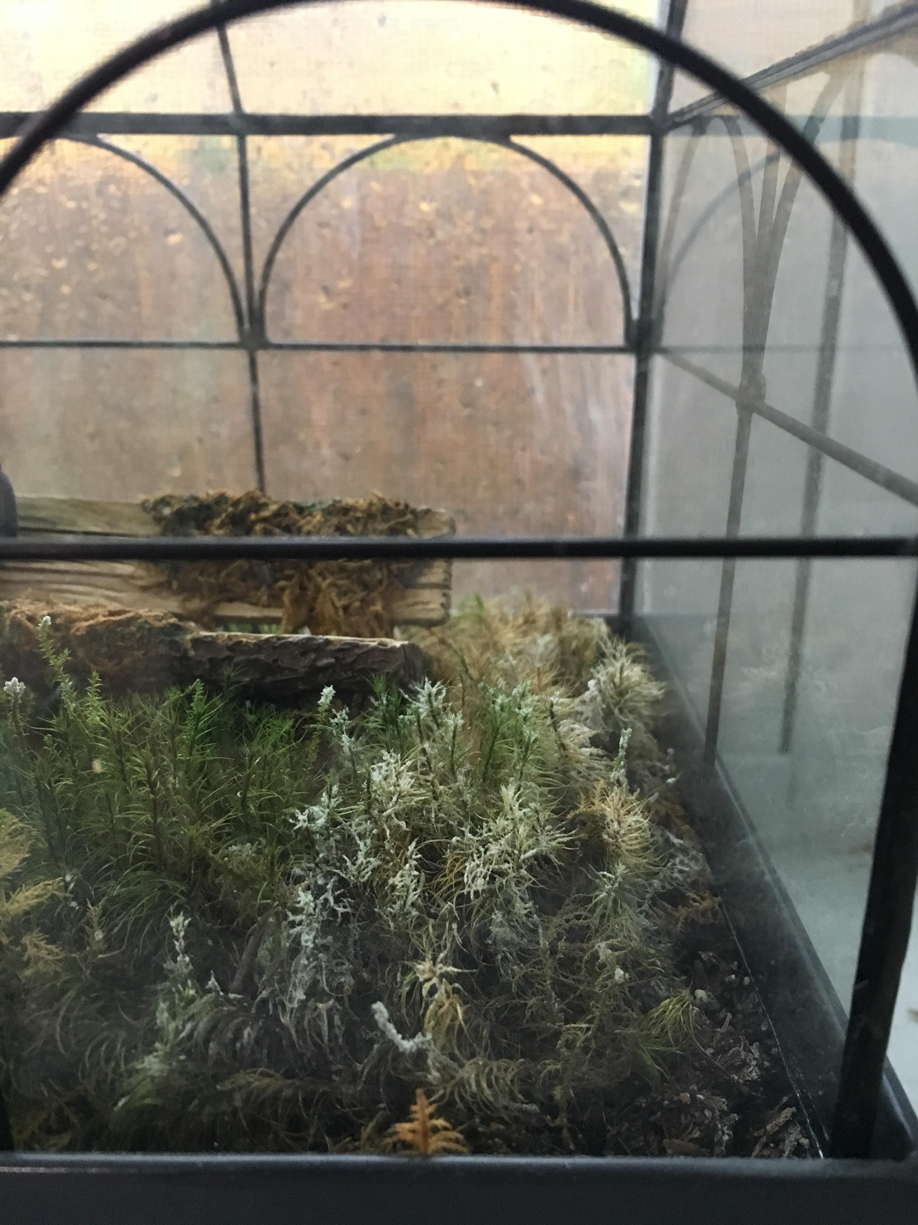 Mold on Terrarium Moss. Any suggestions on how to get rid of it?! r/terrariums