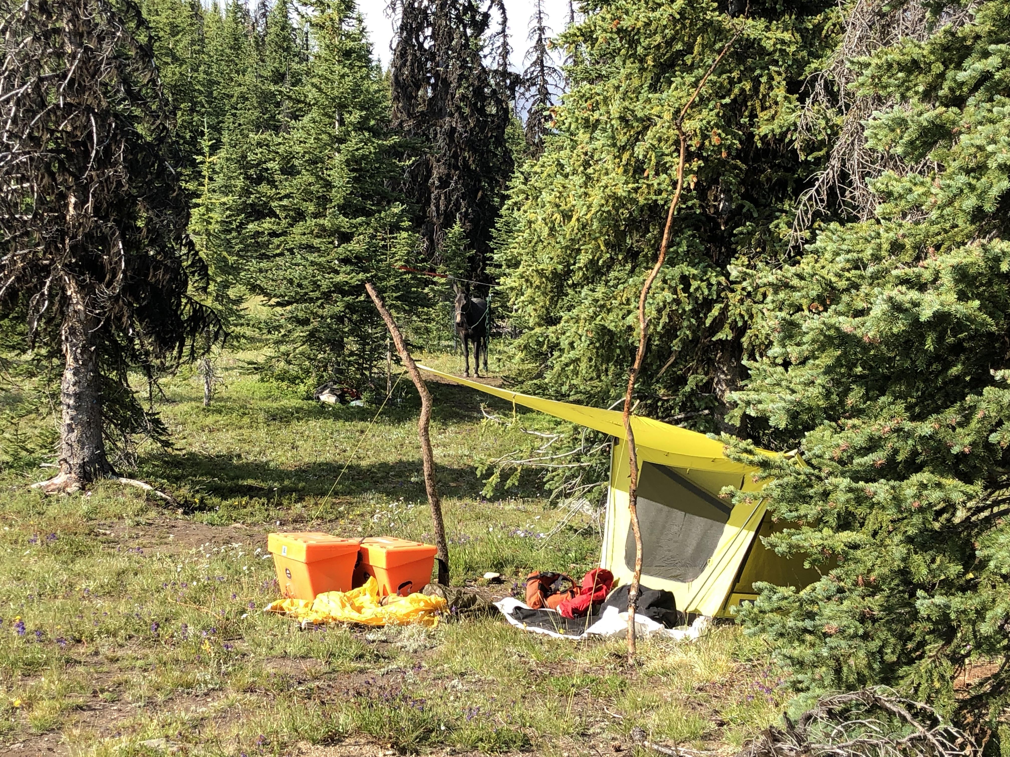 Horse packing camp along the Canadian border Pasayten Wilderness r