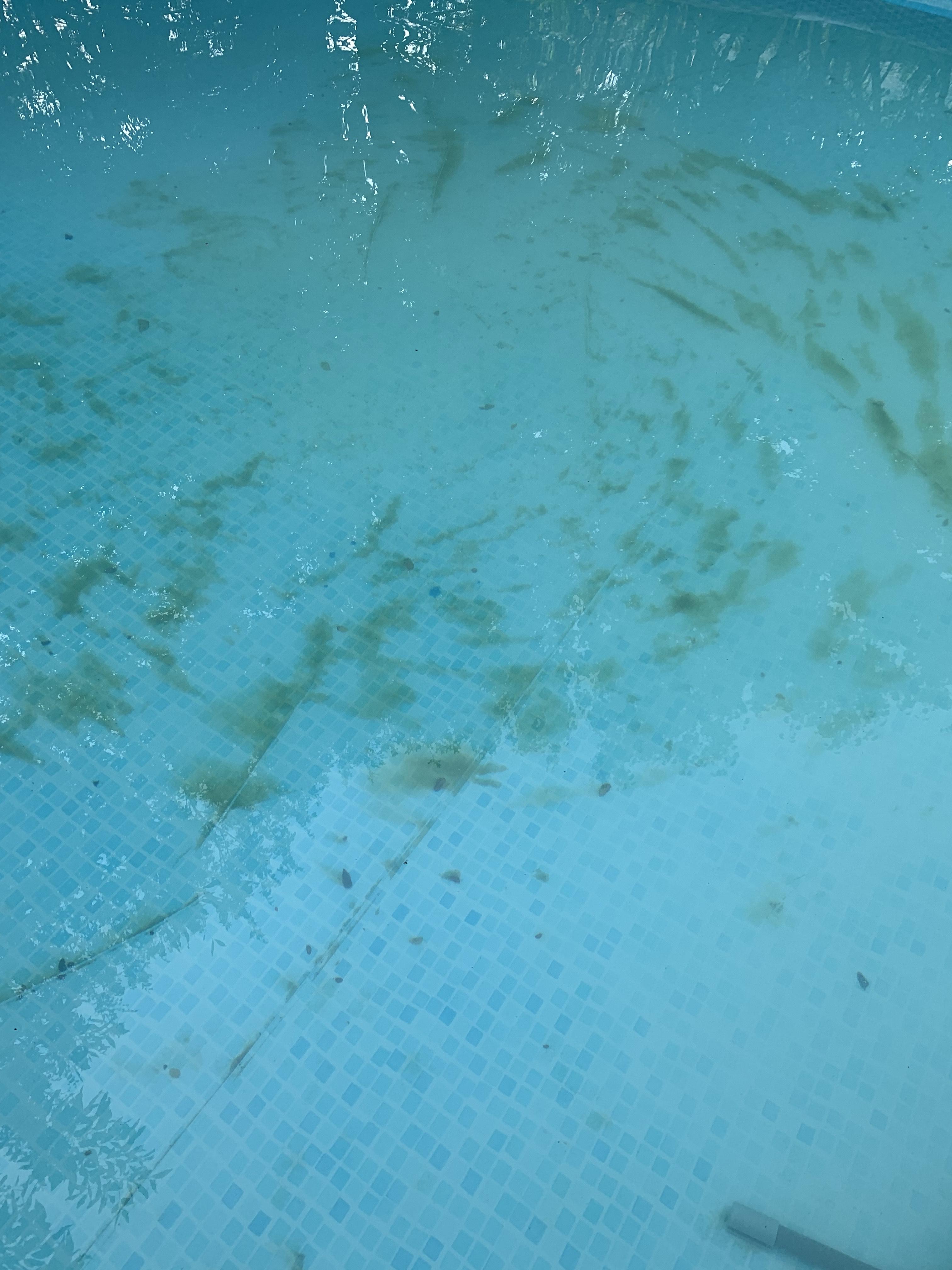 What are these little white flakes on the top of my pool? swimmingpools