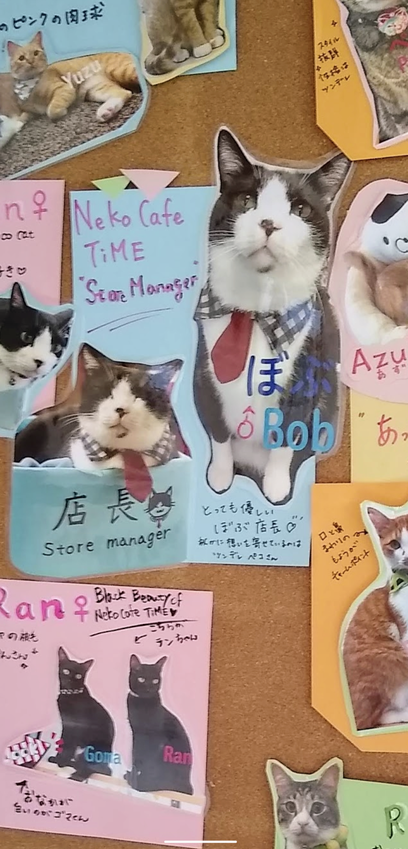 Cat Cafe store manager Bob. Kyoto Japan Catswithjobs