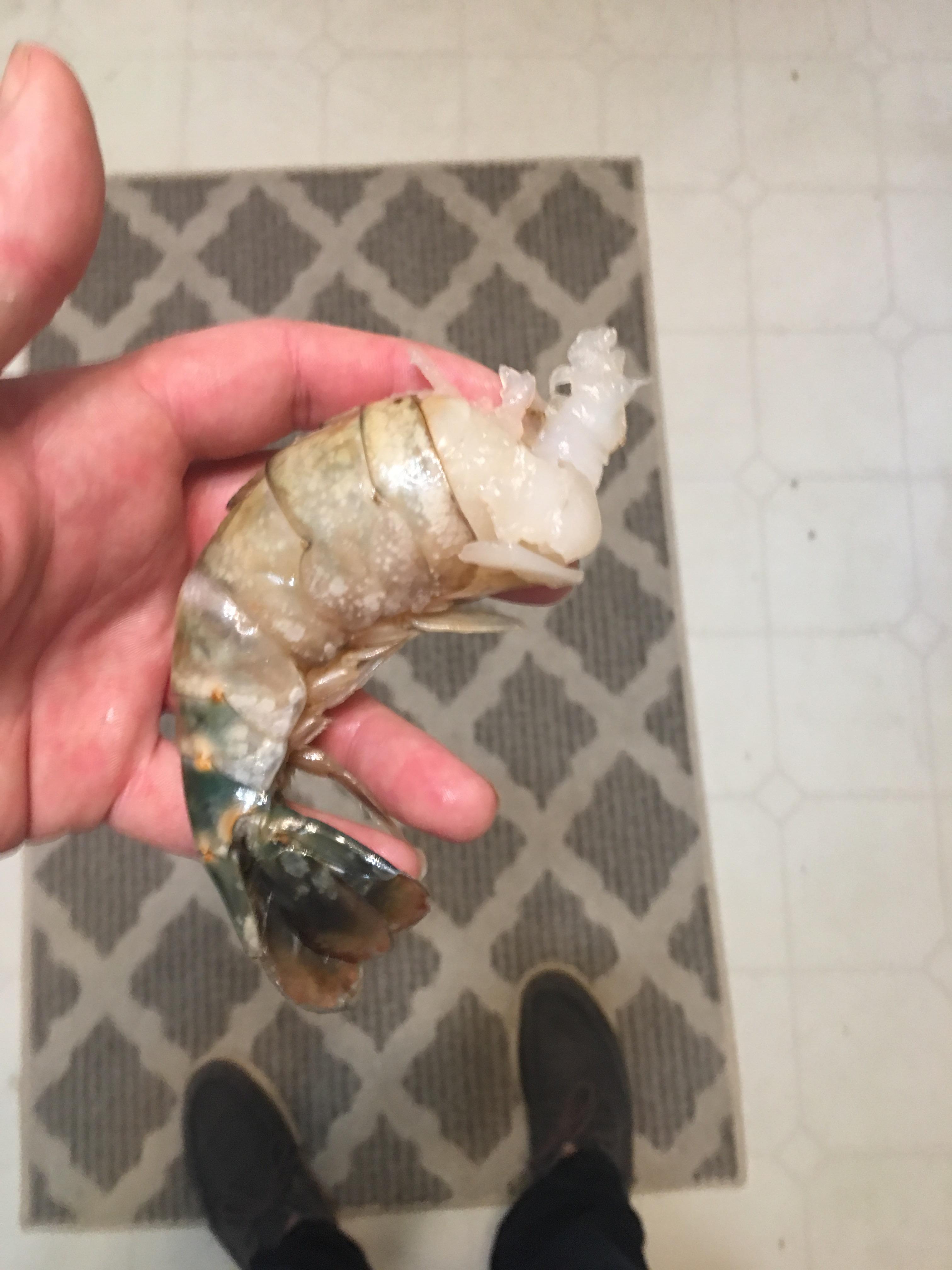 What species of shrimp is this? Approximately 8 shrimp per pound