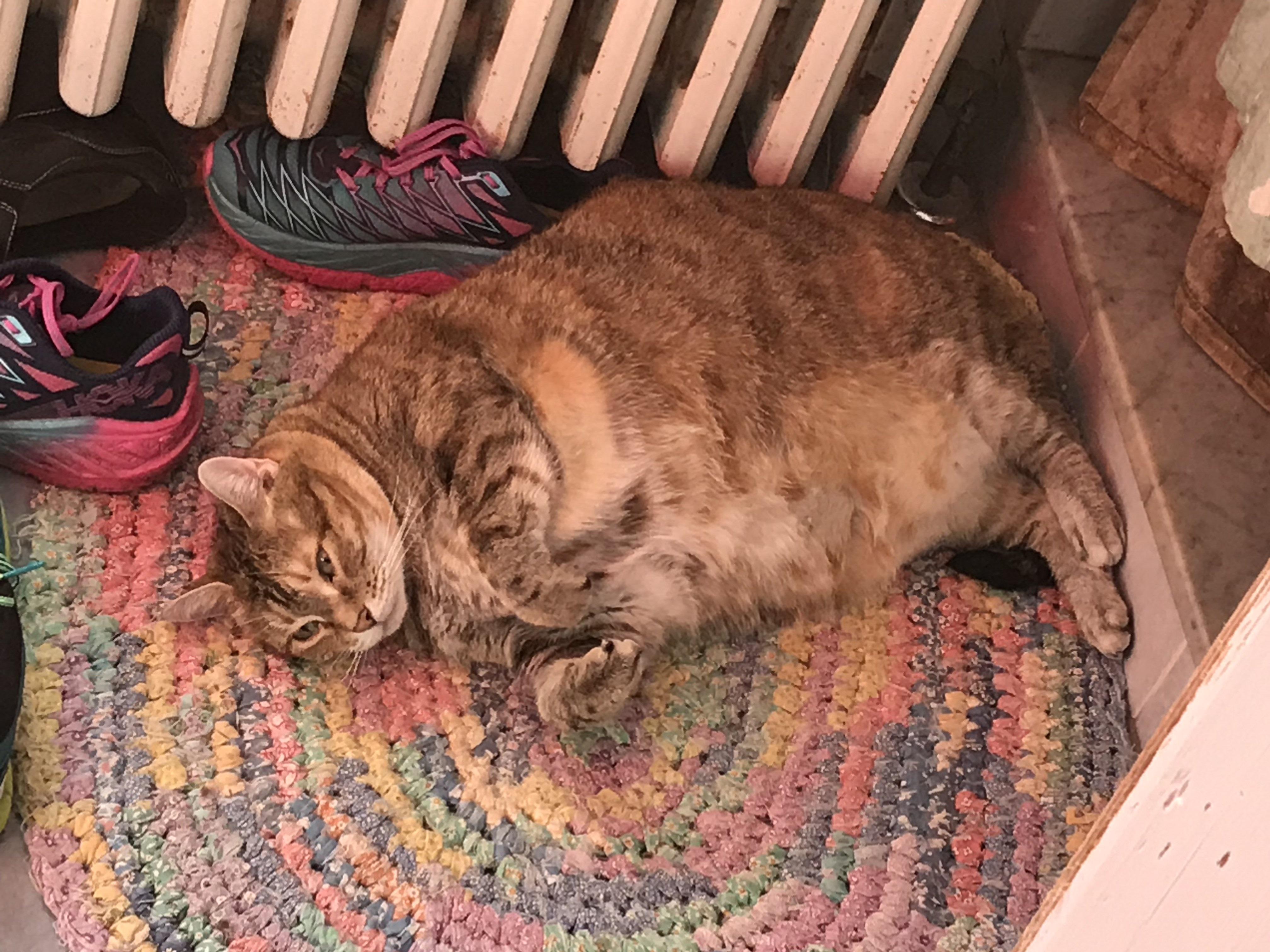 This is my uncle's cat and he weighs 24 pounds r/cats