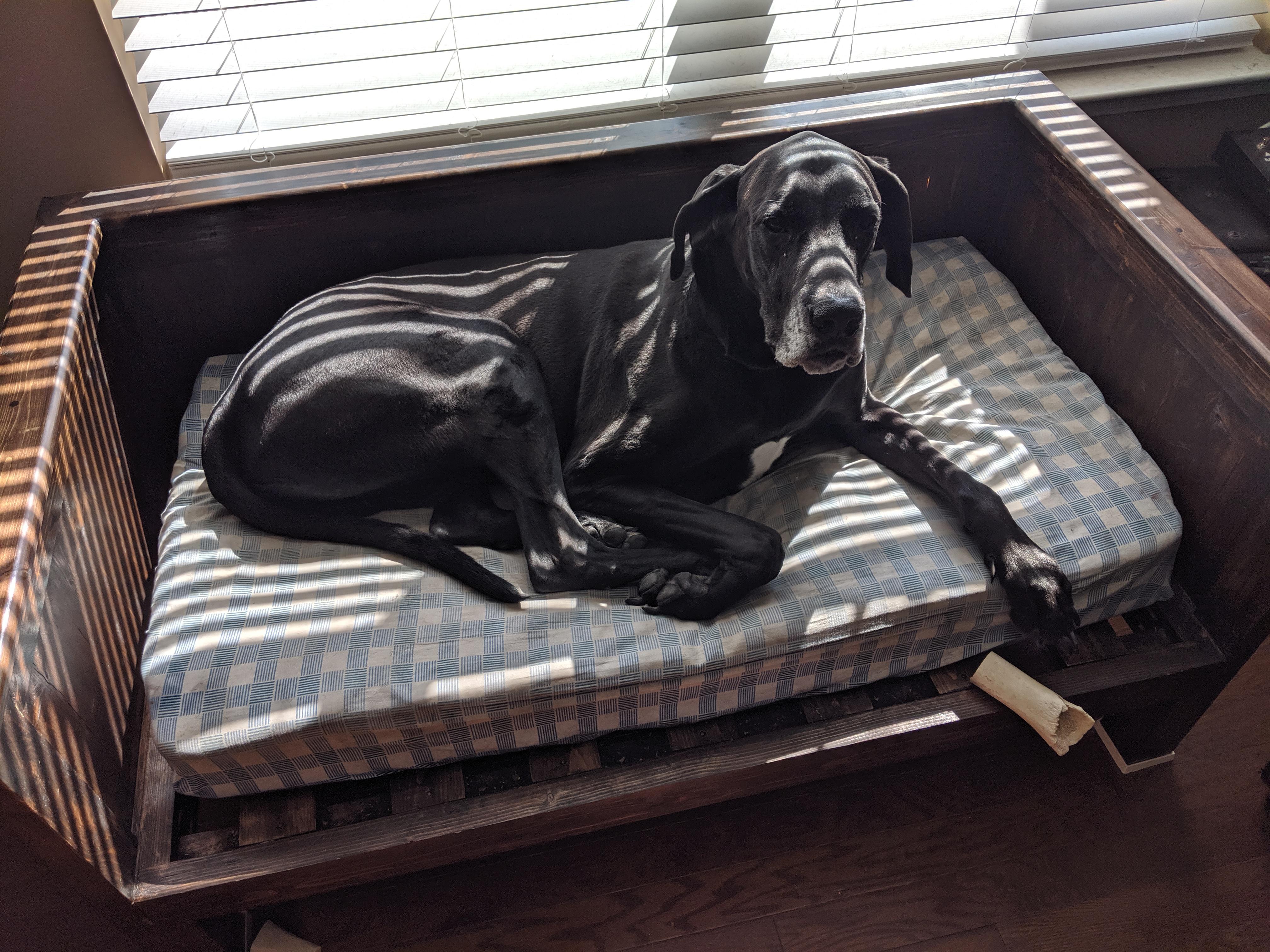 Say hello to Mason, a 6 year old Great Dane. That's a standard crib