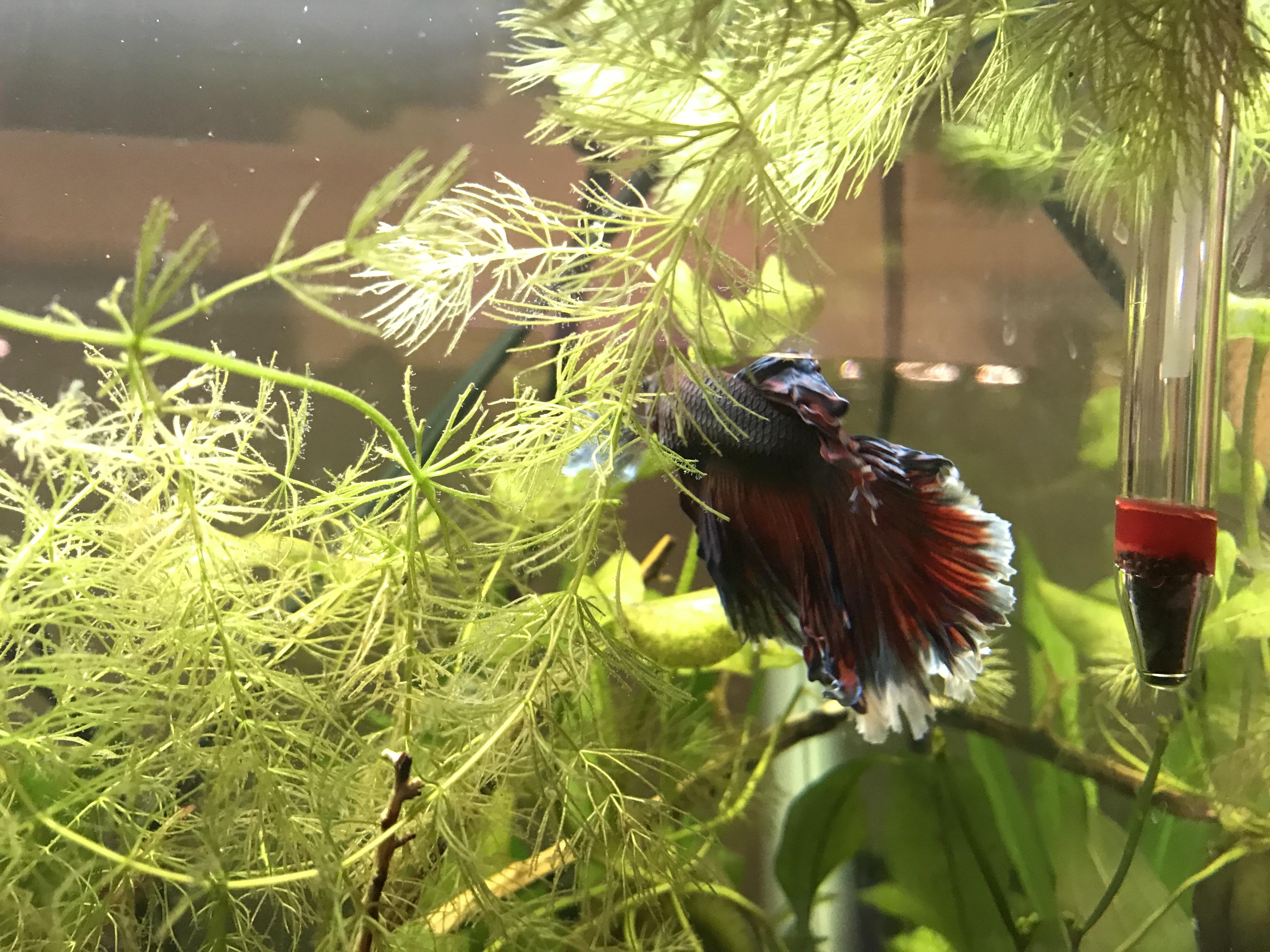 The rescue’s fins are growing back (well, except for his missing