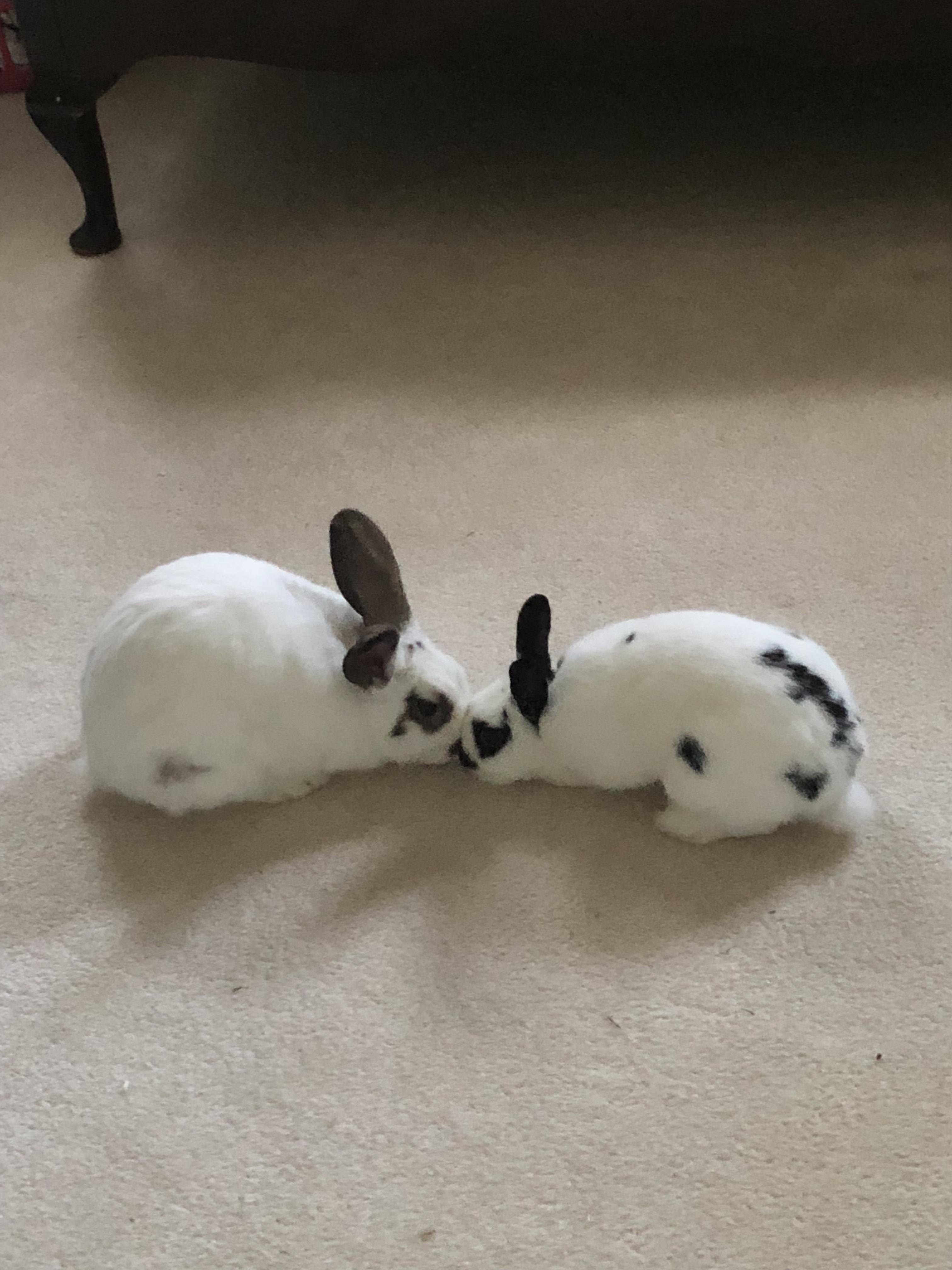 True love bunnies / my bunnies’ first photo on reddit