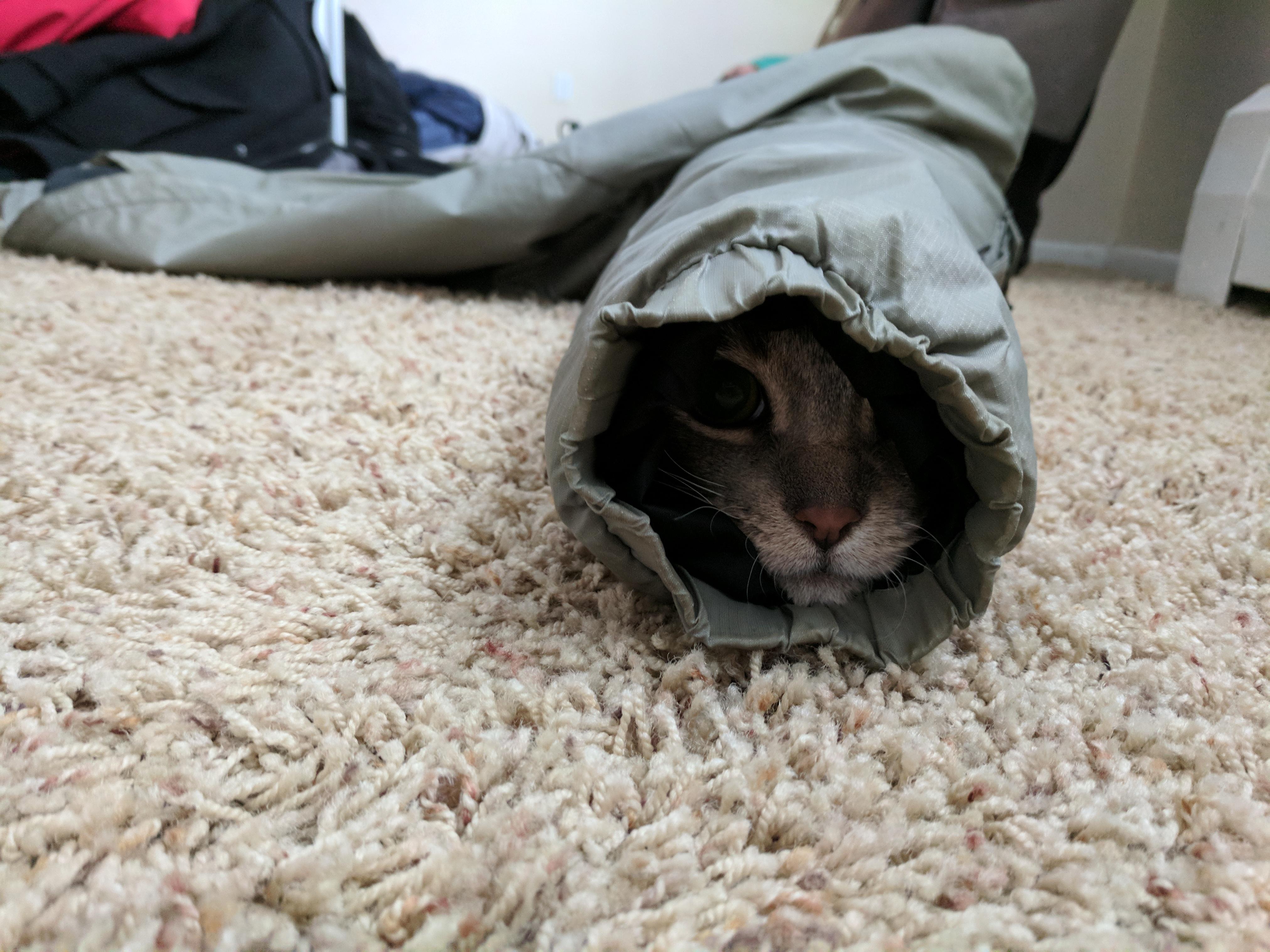 My cat got scared during my move so he crawled into the sleeve of my