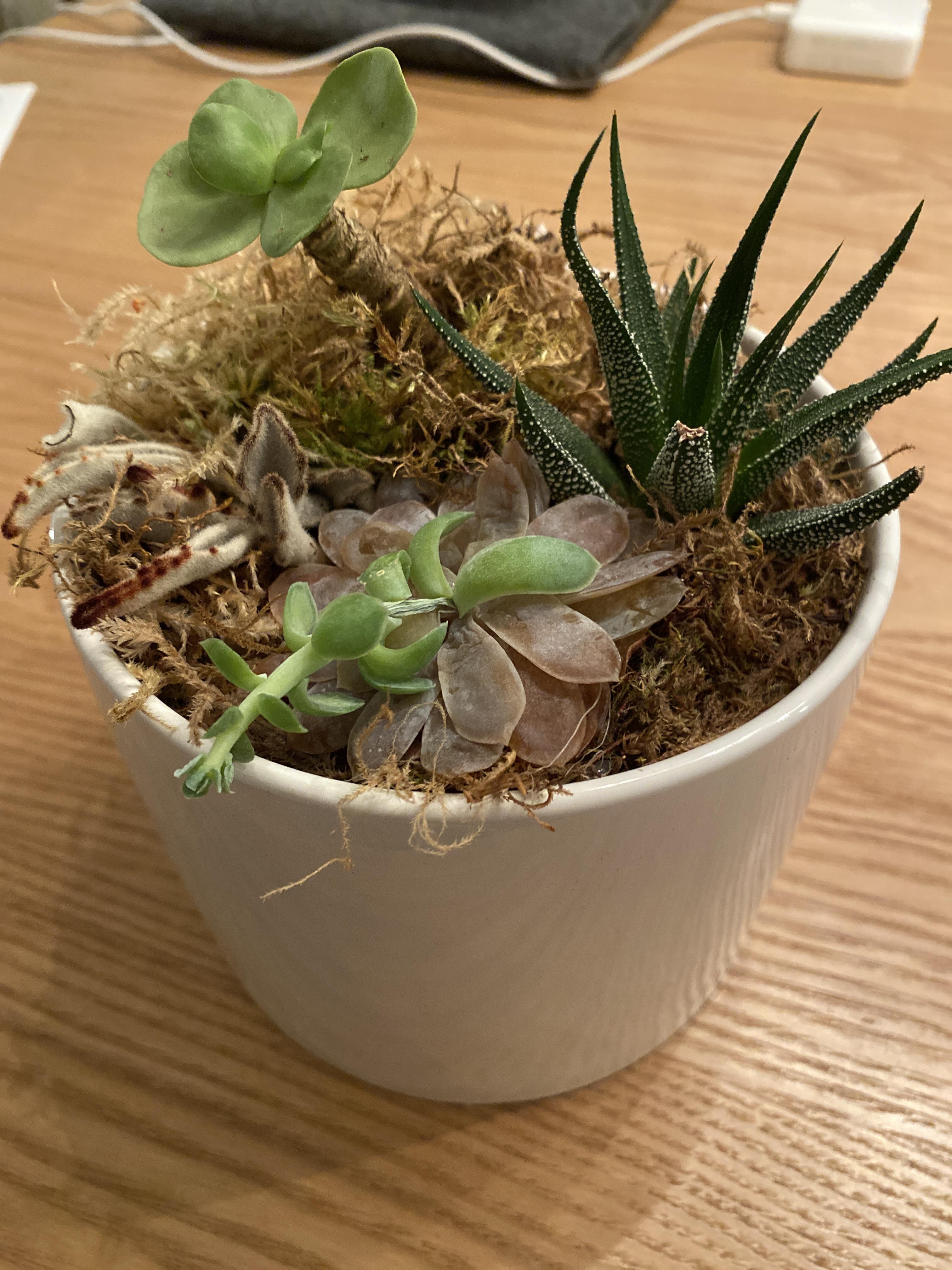 Can I save the succulent? r/plantclinic