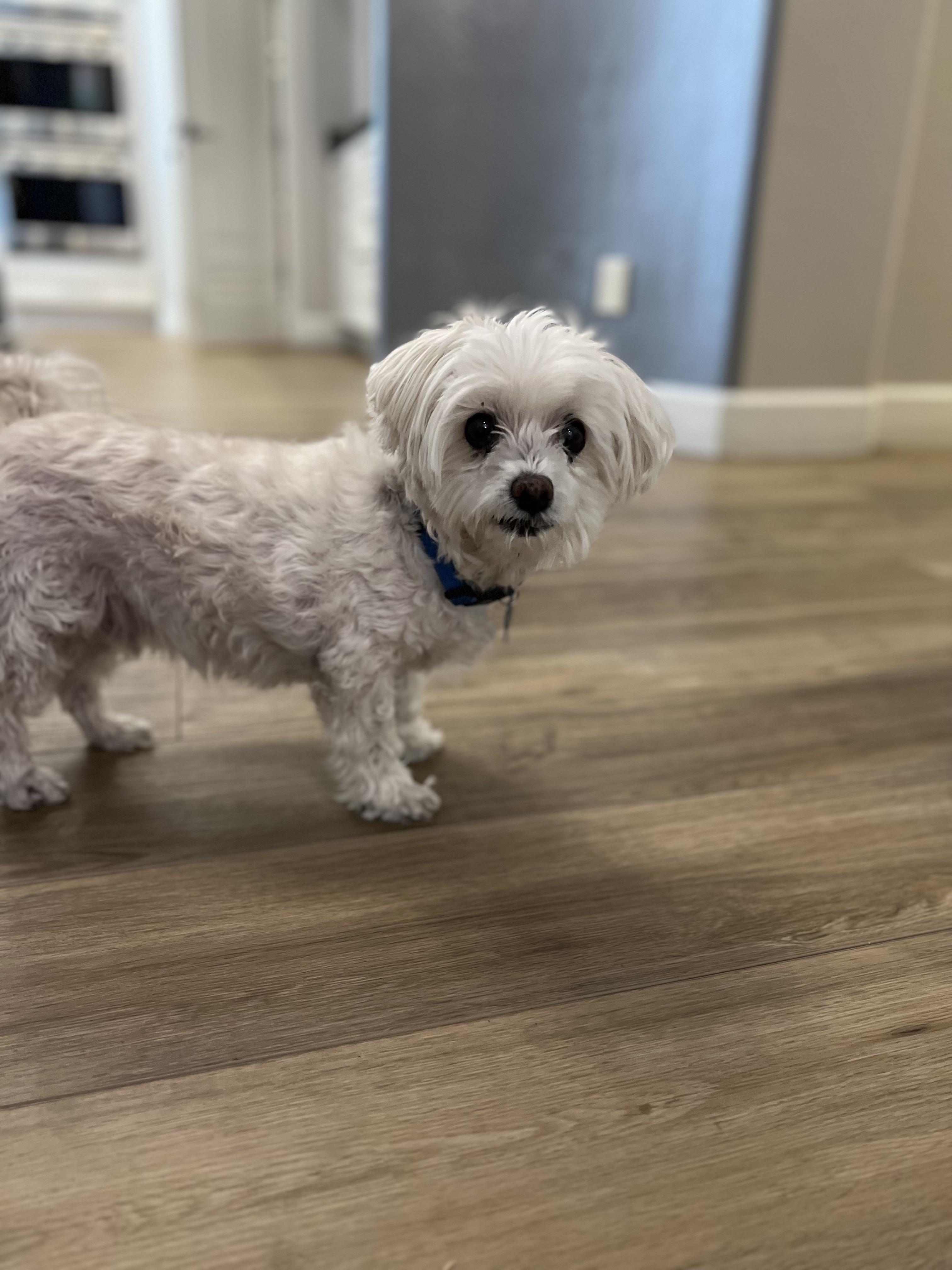 My 16.5 year old Maltese Charlie!!! r/Maltese