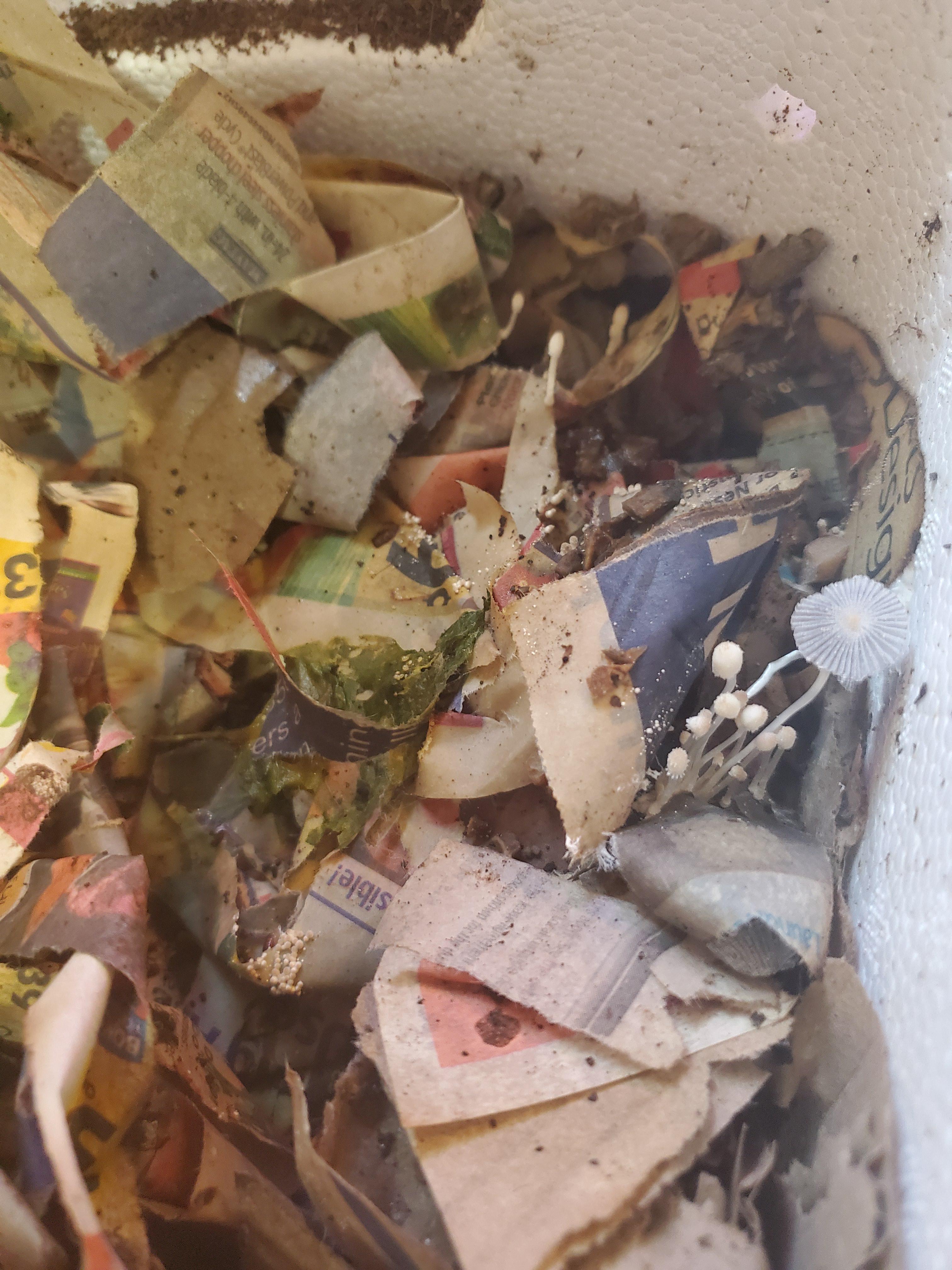 Mushrooms in my worm compost bin