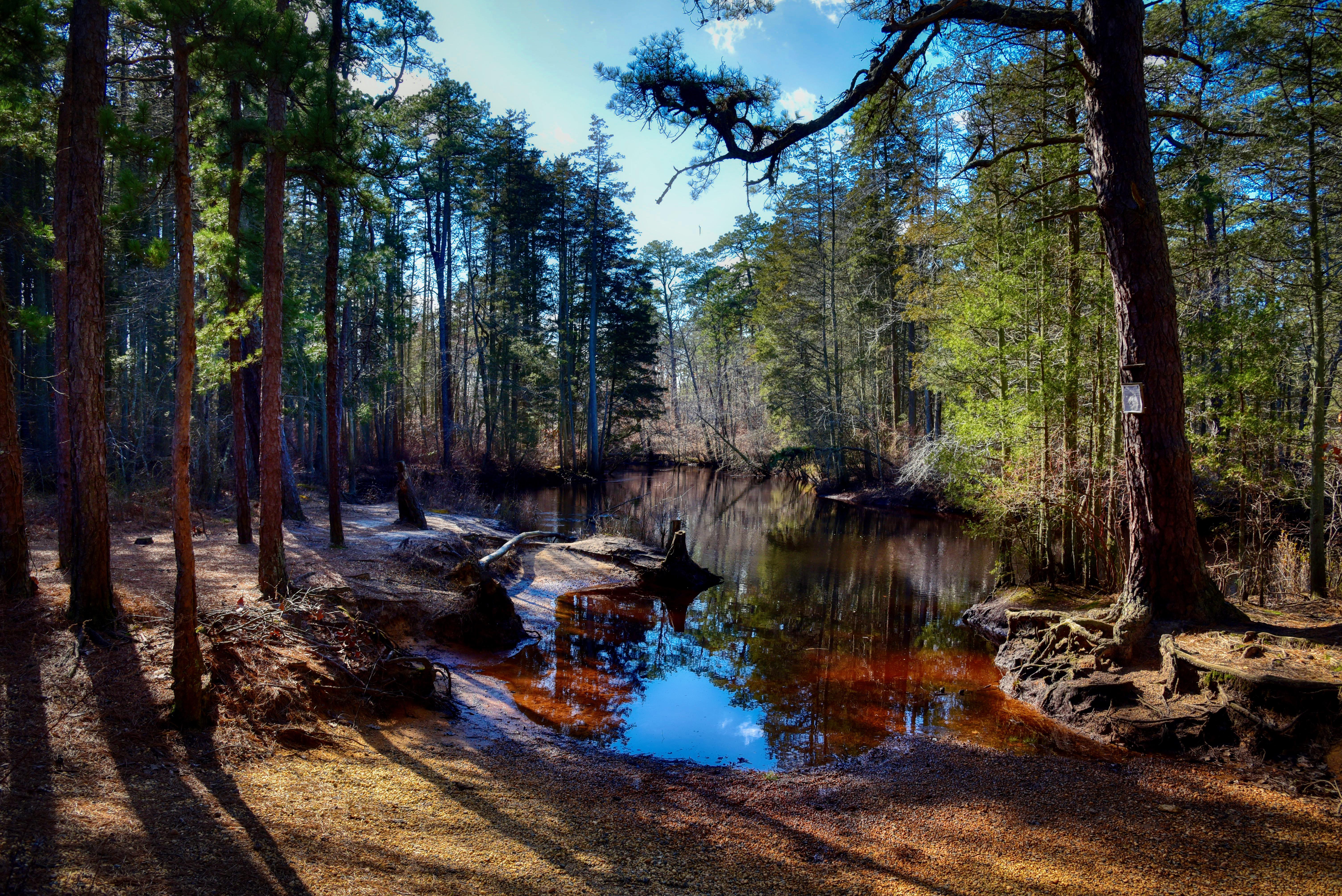 Took a trip to the Pine Barrens yesterday. Canoe launch on the Mullica