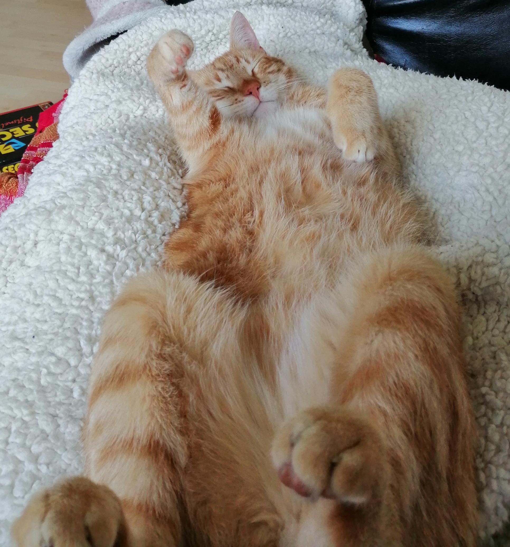 This is his new sleeping position, anyone else's cat sleep belly up