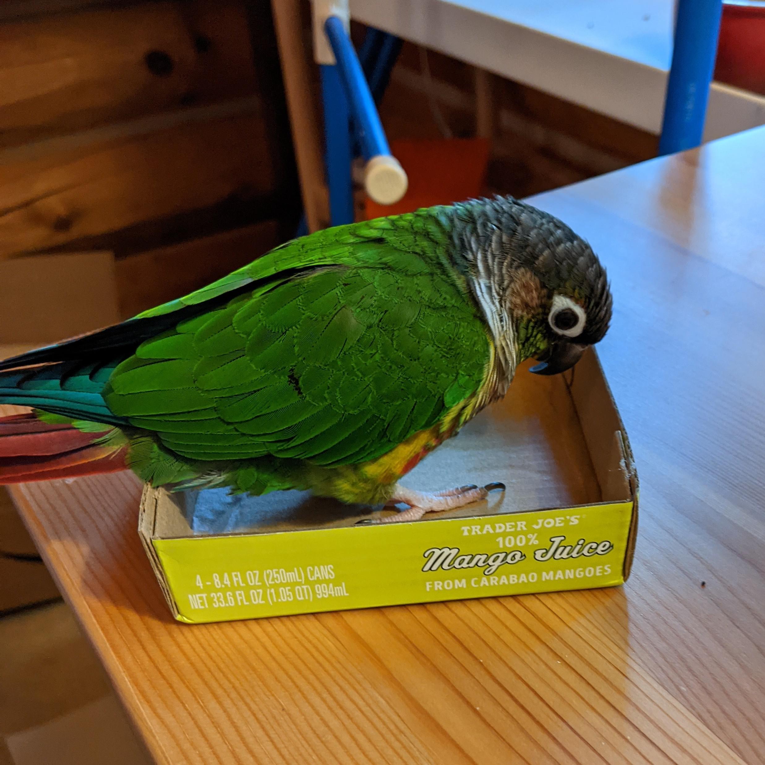 100 Mango Juice r/parrots