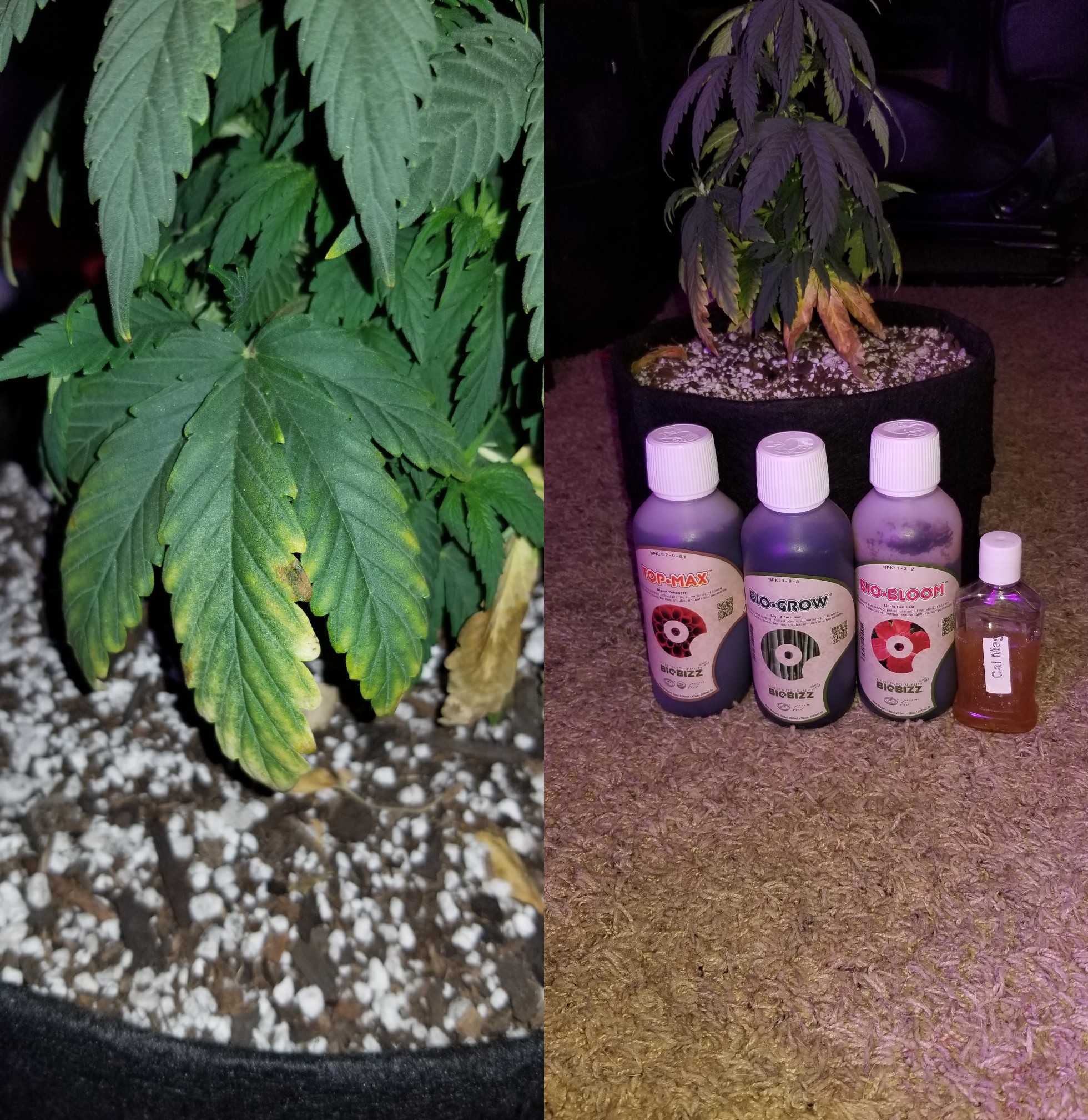 Northern Lights Auto Day 33. 3gal fab pot in Fox Farm Ocean Forest and