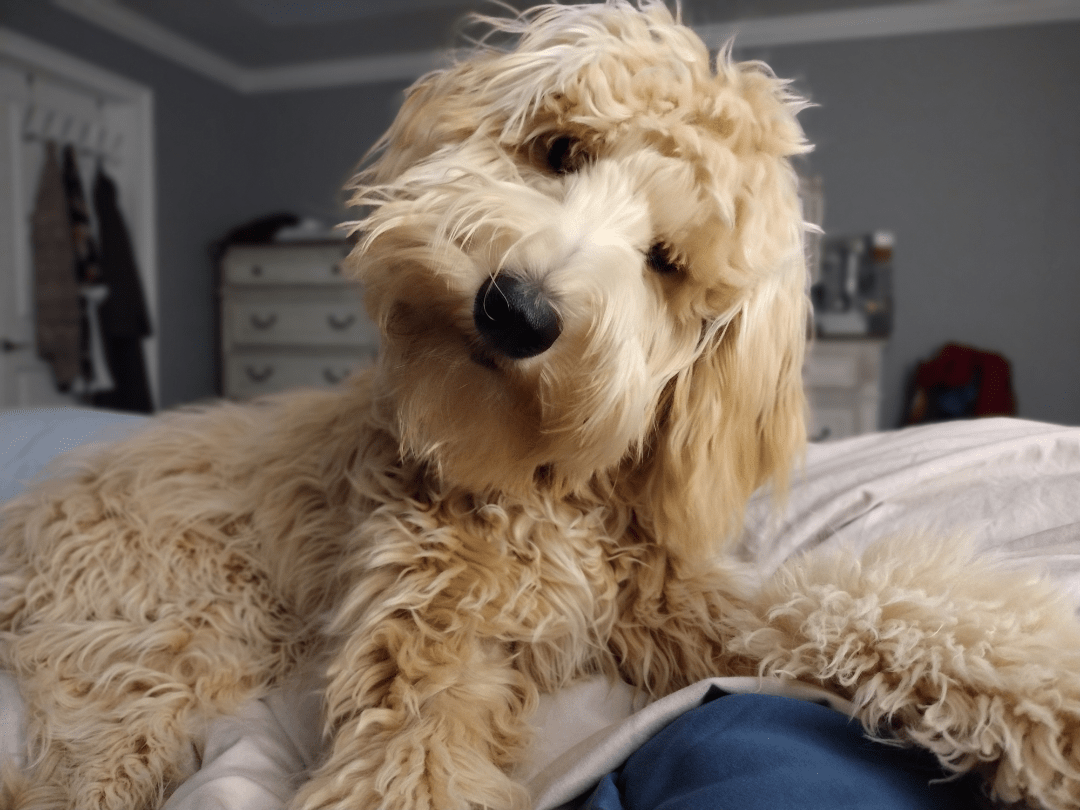 Ear hair pulling r/Goldendoodles