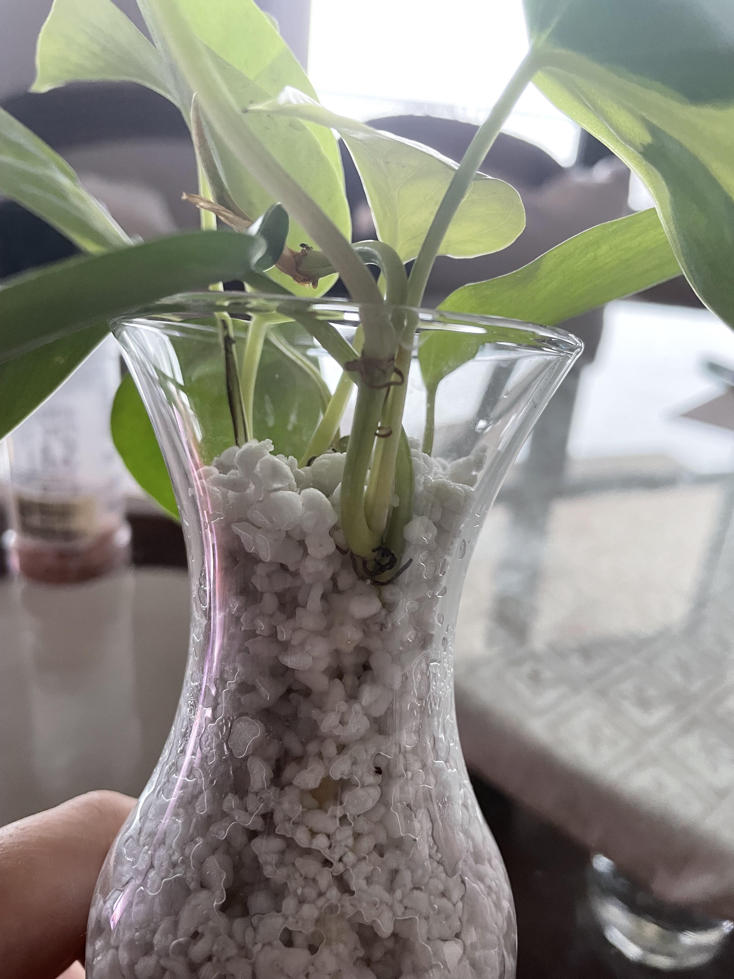 Trying to propagate pothos in perlite but they don't seem to be doing