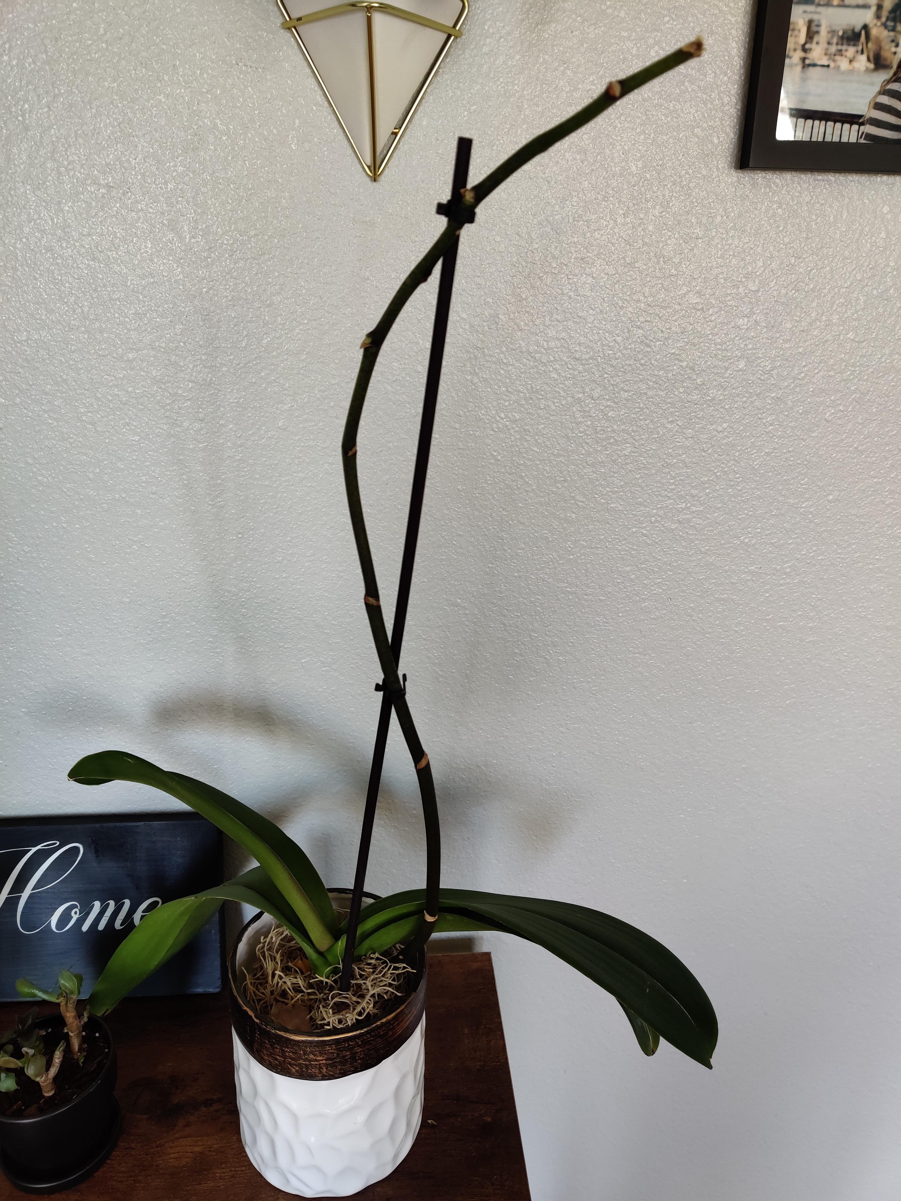 My orchids blooms died off, how do I trim it now? Do I just leave the