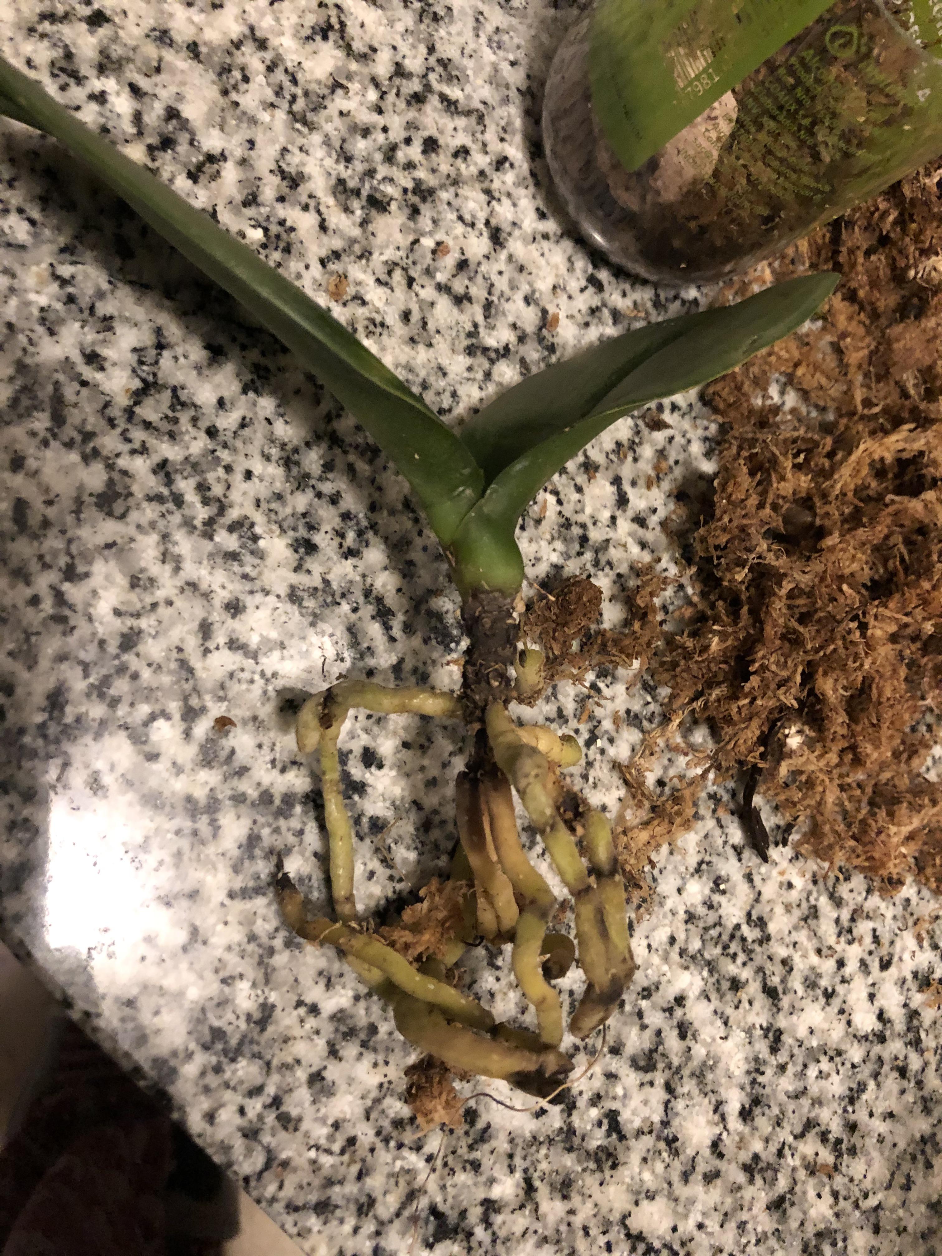 Is my orchid dead? Didn't have any branch for more than a year, only