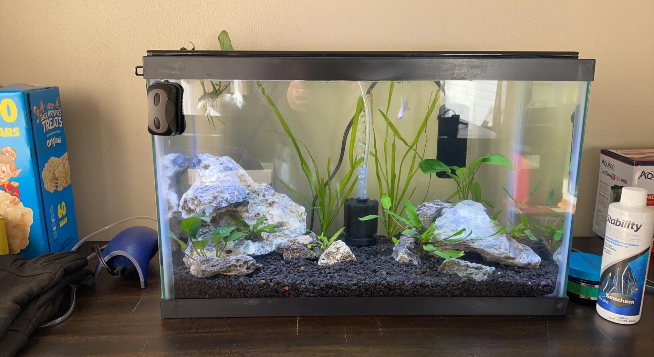 Tank stocking suggestions for 10 gal? Already have a male betta and a