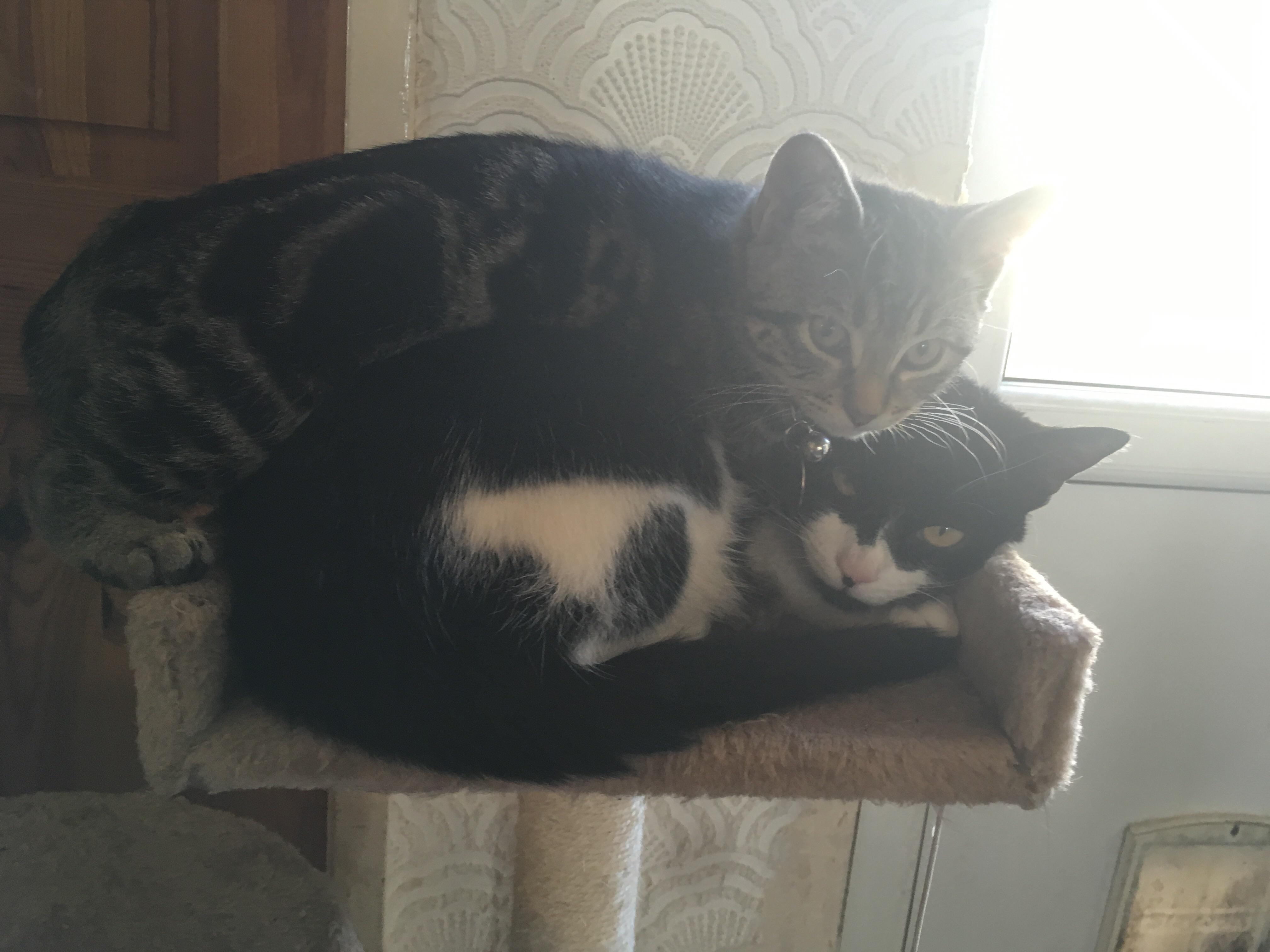 My kitten keeps climbing on top of the cat to wash her ears. The cat