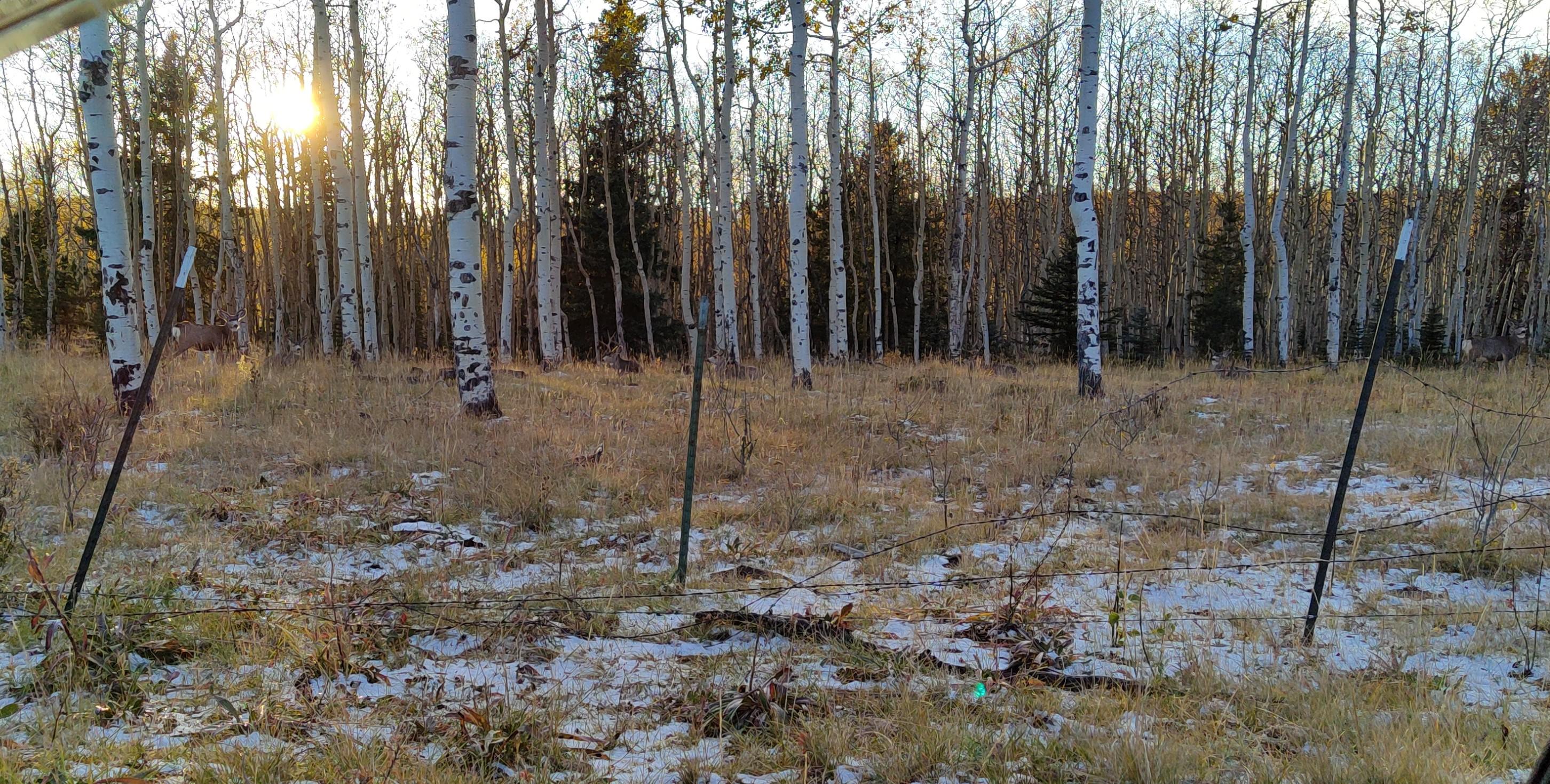 How many Bucks can you spot? r/Hunting